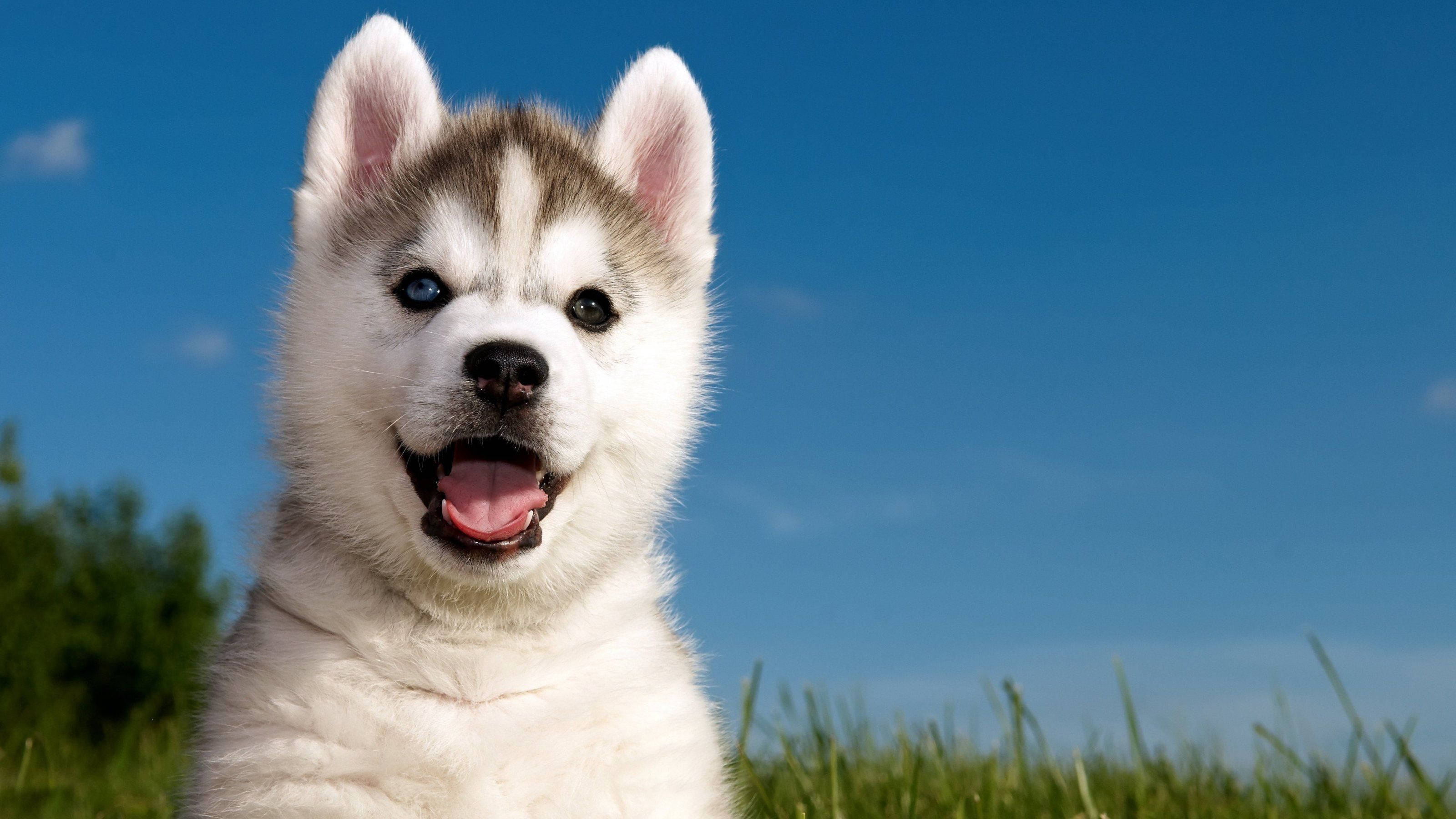 husky puppy, blue eyes, fluffy white fur, 2K Desktop Wallpaper