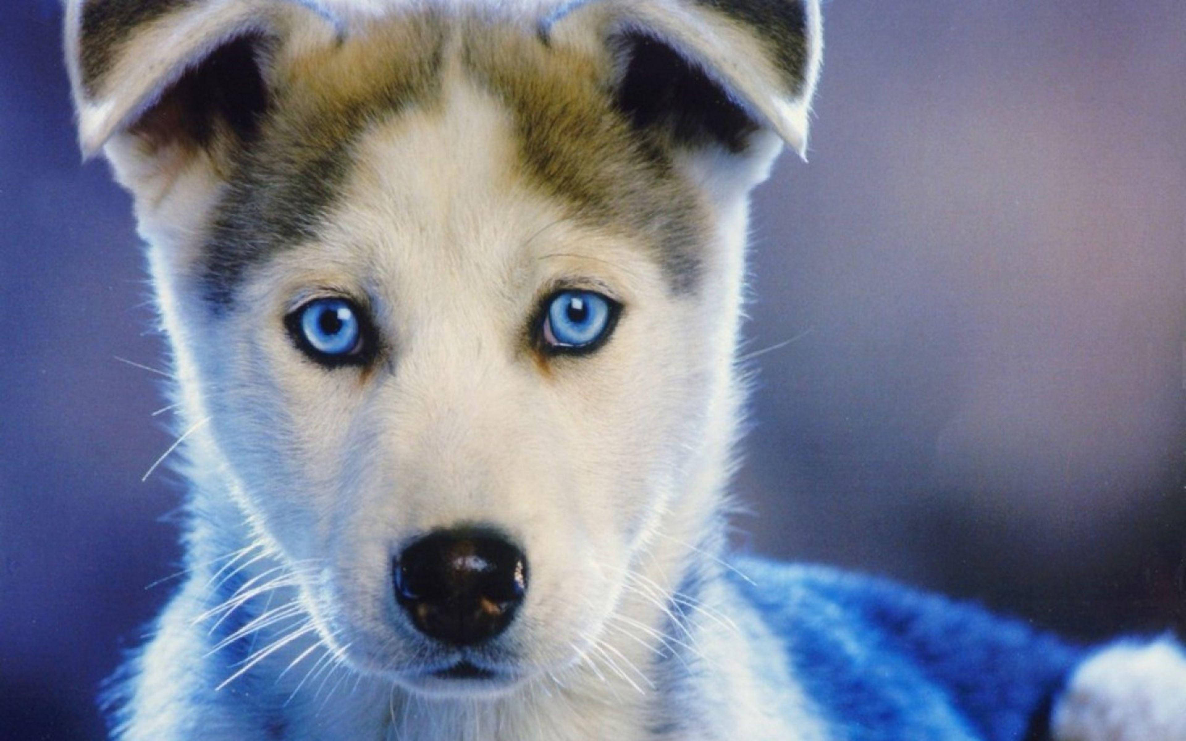 Husky Puppy, intense blue eyes, fluffy white and brown fur, 4K Desktop Wallpaper