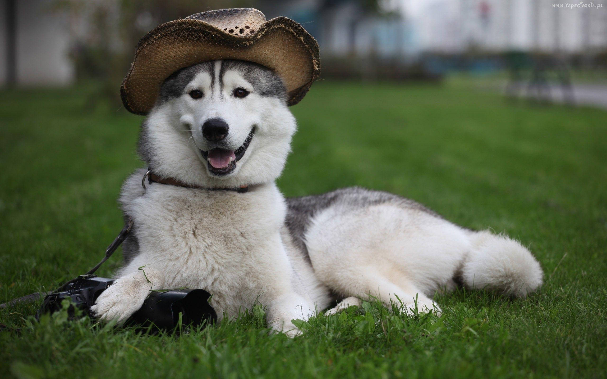 Husky, straw cowboy hat, green grass, 2K Desktop Wallpaper