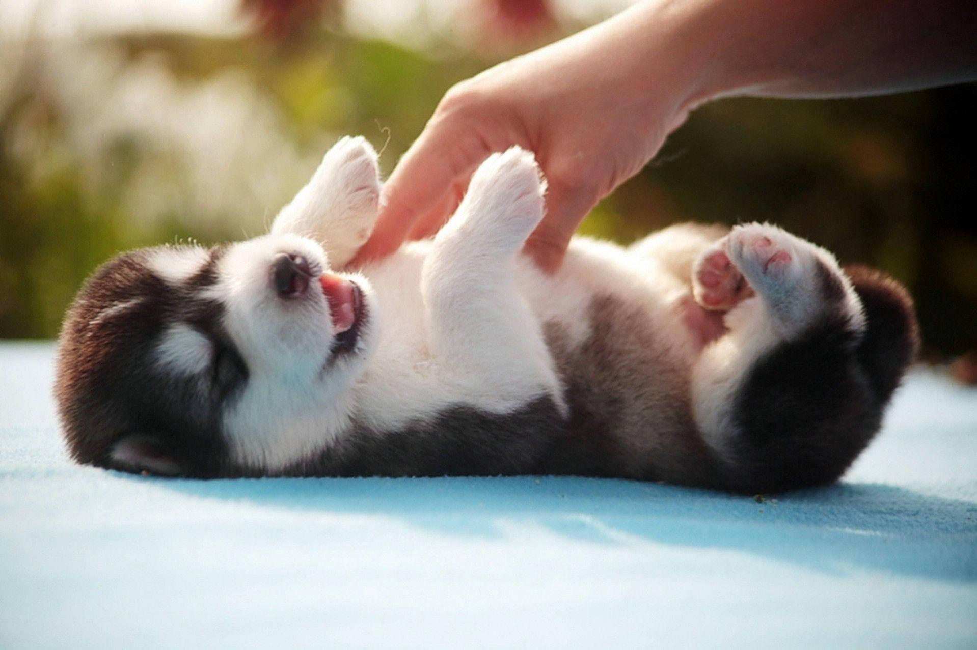 husky puppy, blue blanket, warm sunlight, HD Desktop Wallpaper