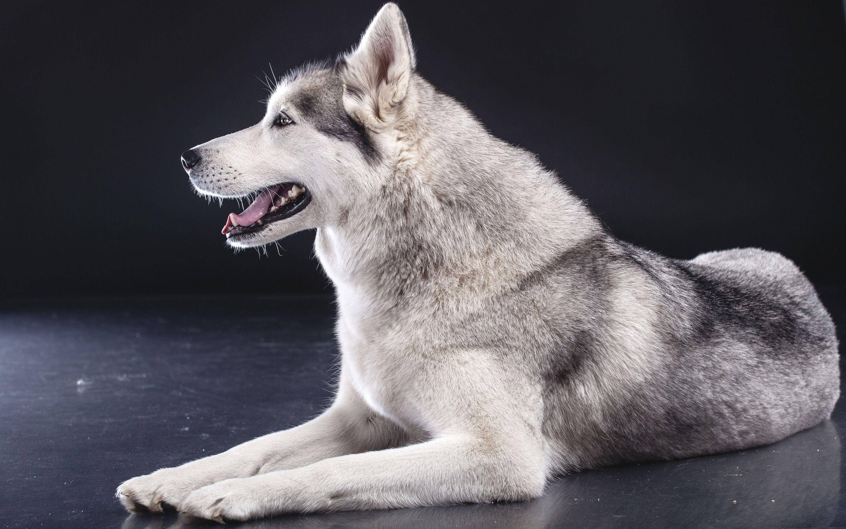 Husky, gray and white, dark reflective surface, 2K Desktop Wallpaper