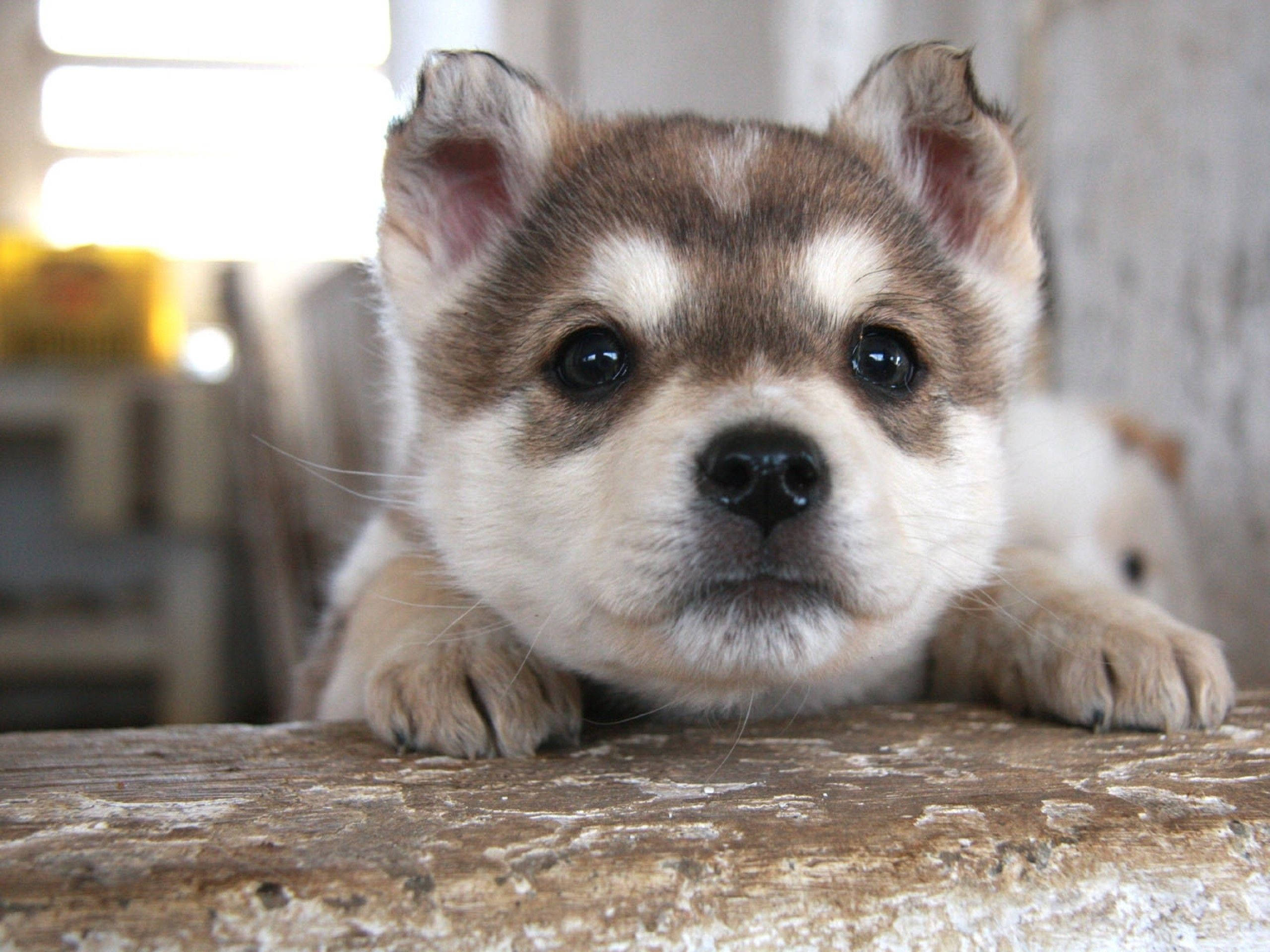 brown husky puppy, fluffy husky puppy, big dark eyes, 2K Desktop Wallpaper