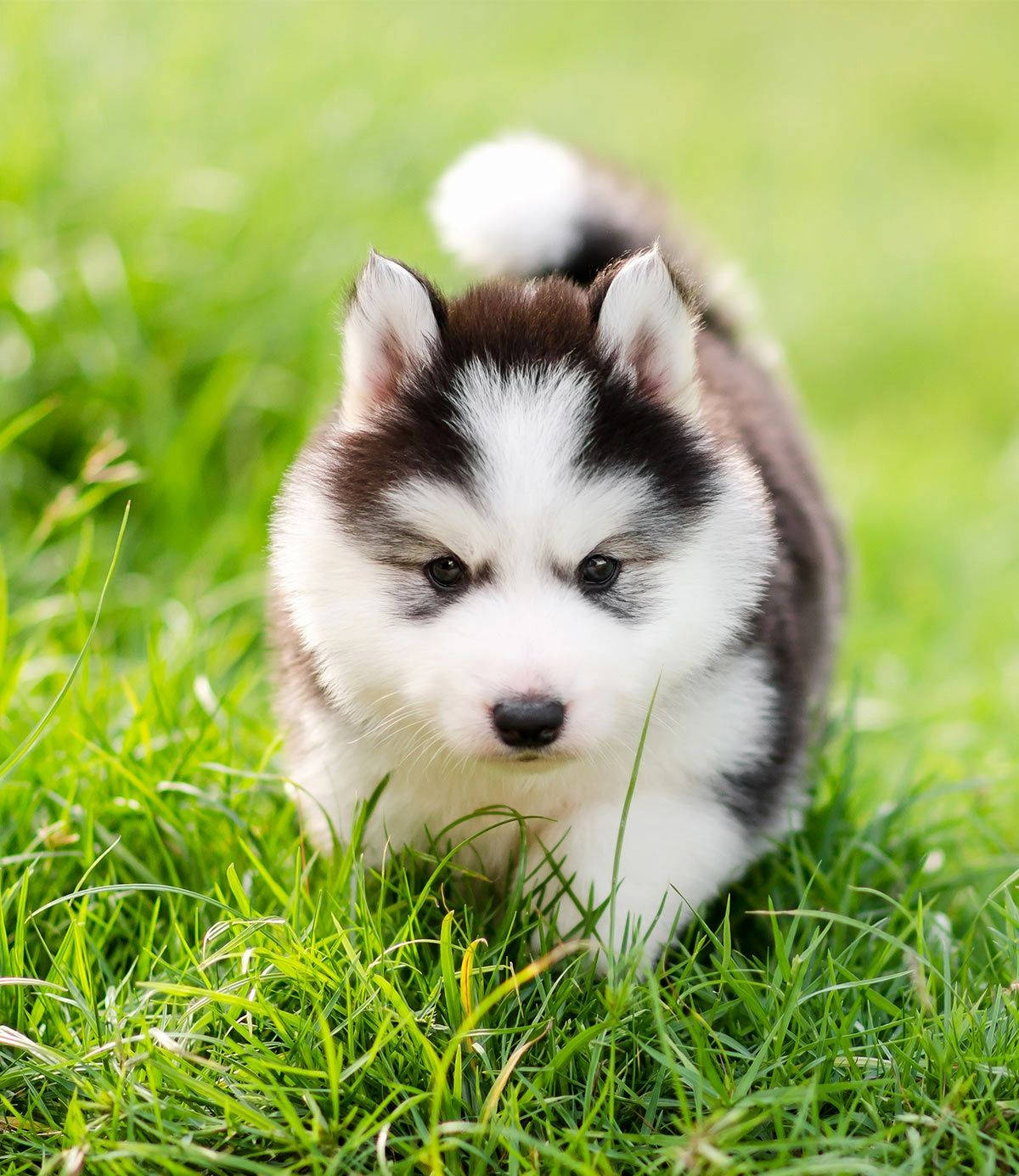 husky, puppy, black and white fur, HD Phone Wallpaper