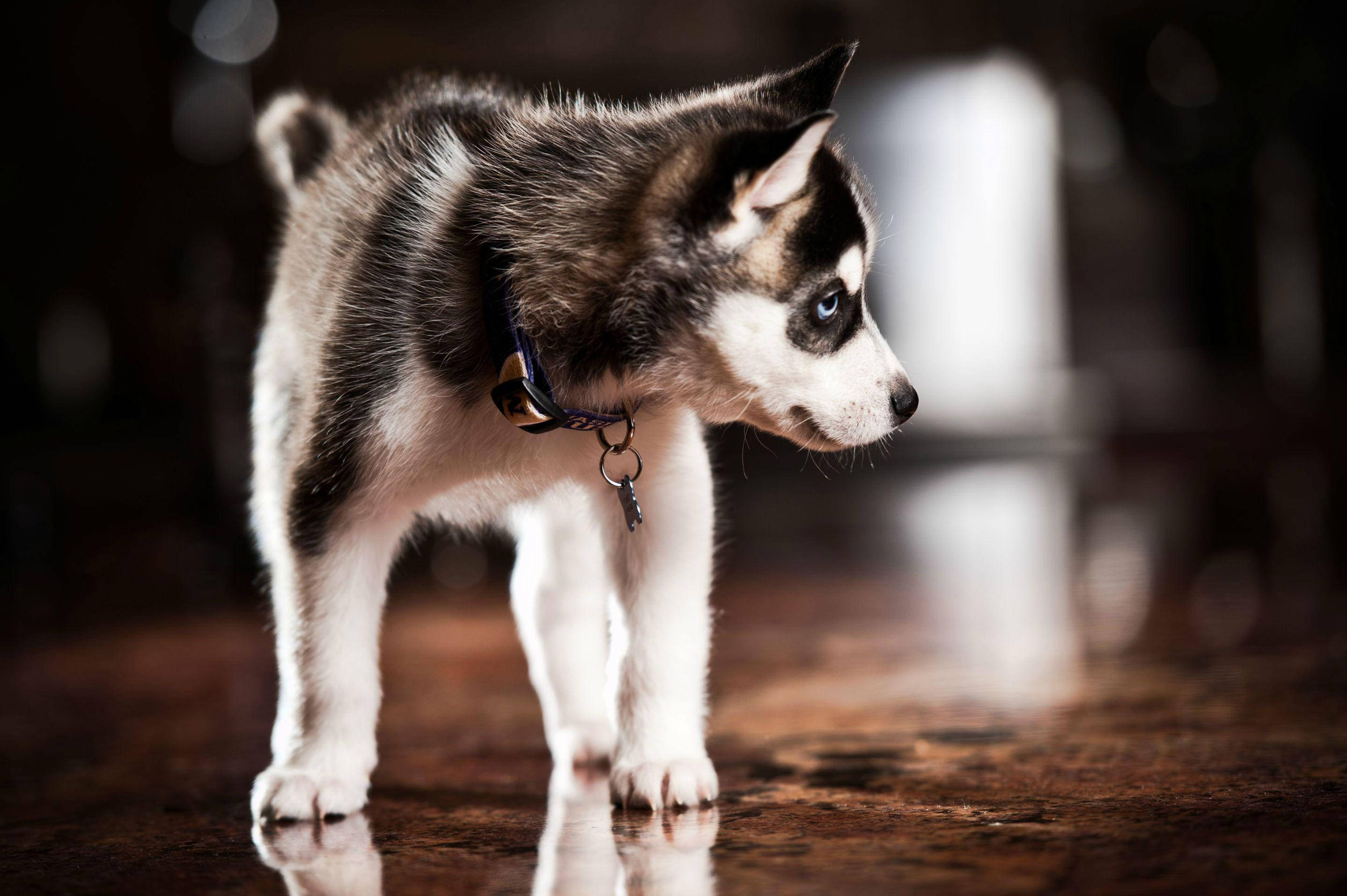 Husky, puppy, blue eyes, 2K Desktop Wallpaper