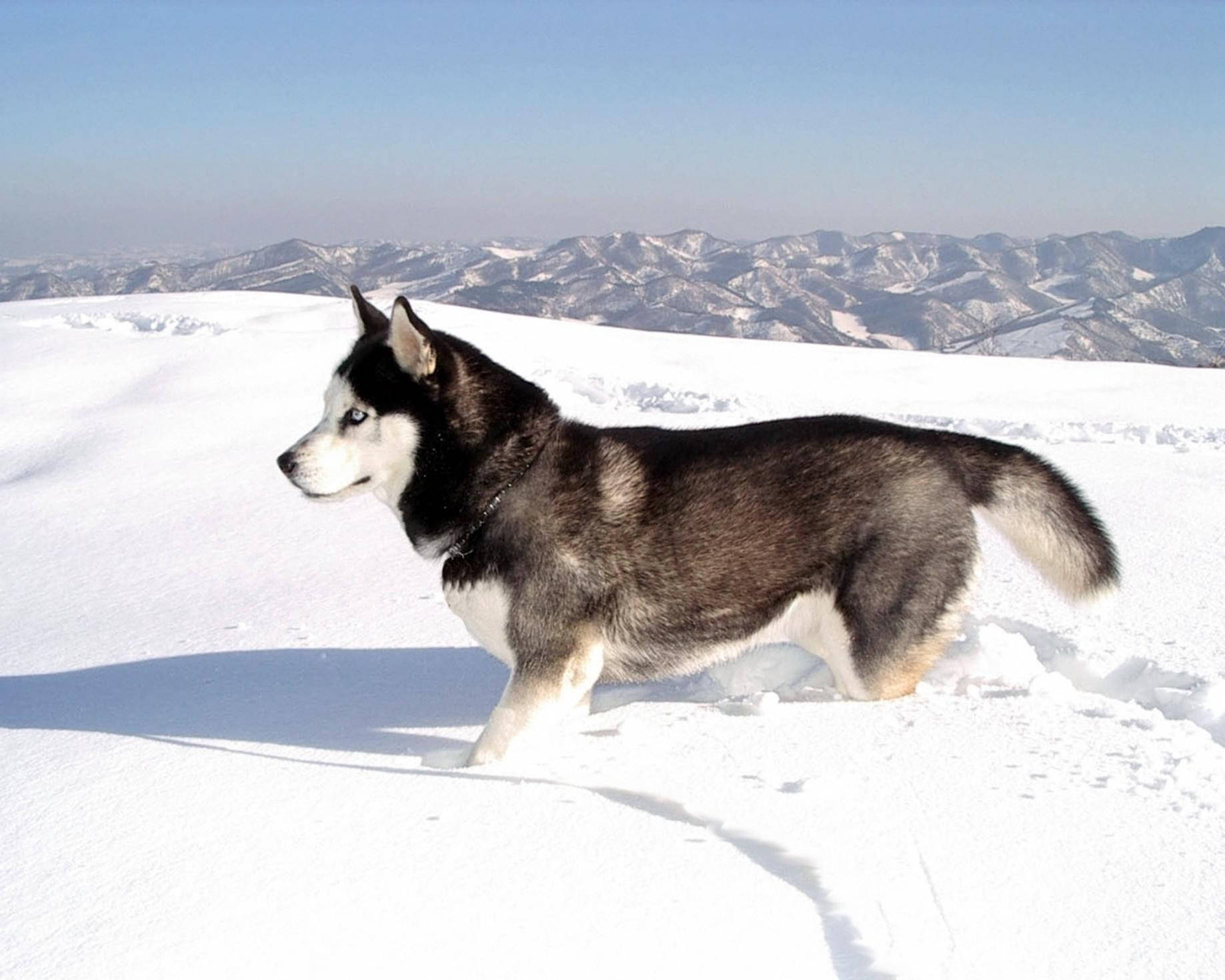 Husky, snow, snow-capped mountains, HD Desktop Wallpaper