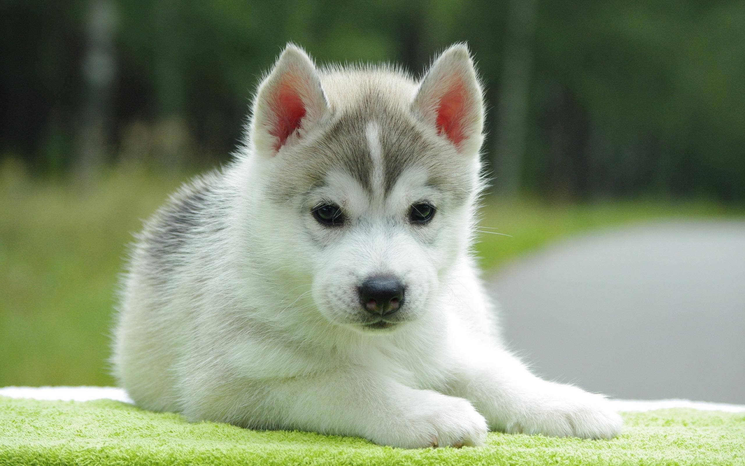 Husky, puppy, blue eyes, 2K Desktop Wallpaper