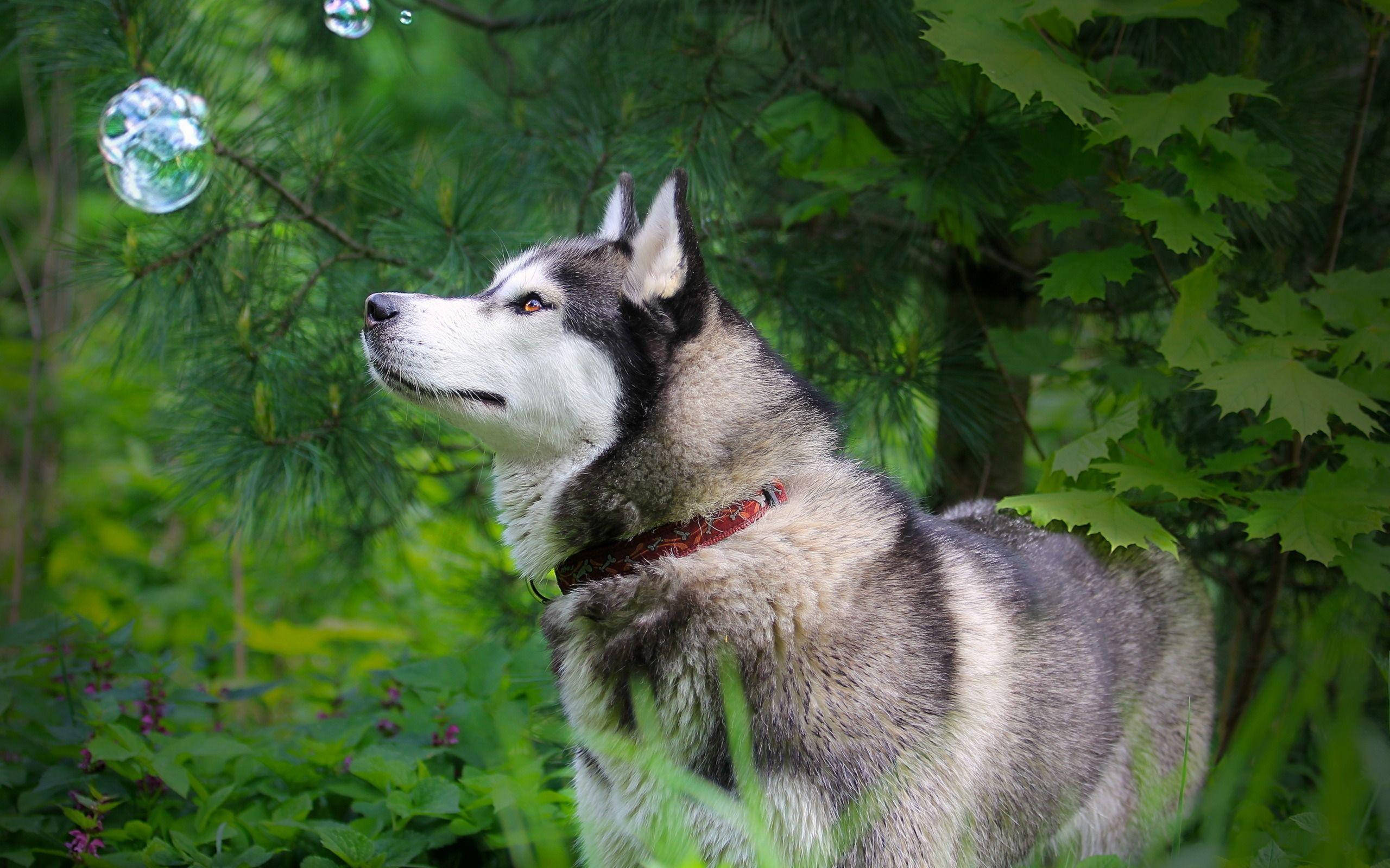 Husky, soap bubbles, lush green foliage, 2K Desktop Wallpaper