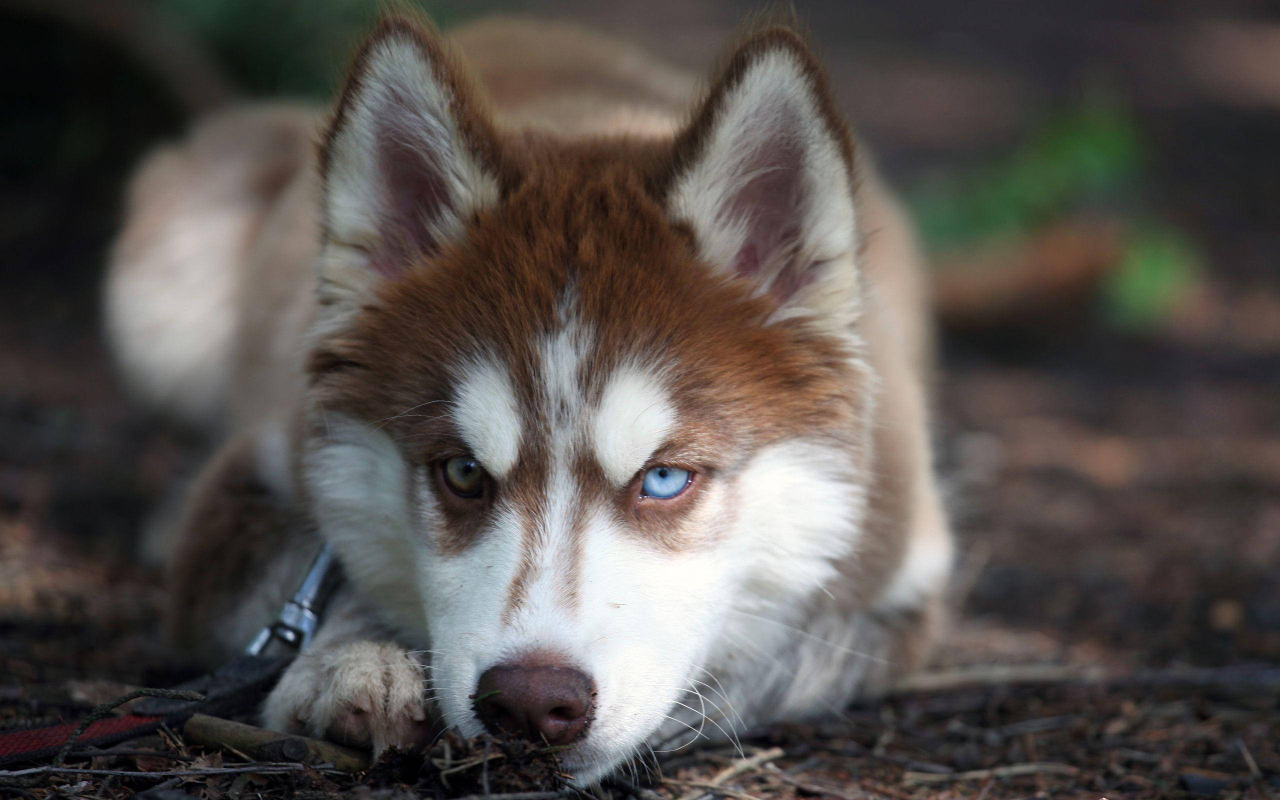 brown husky, blue and brown eyes, forest floor, 2K Desktop Wallpaper