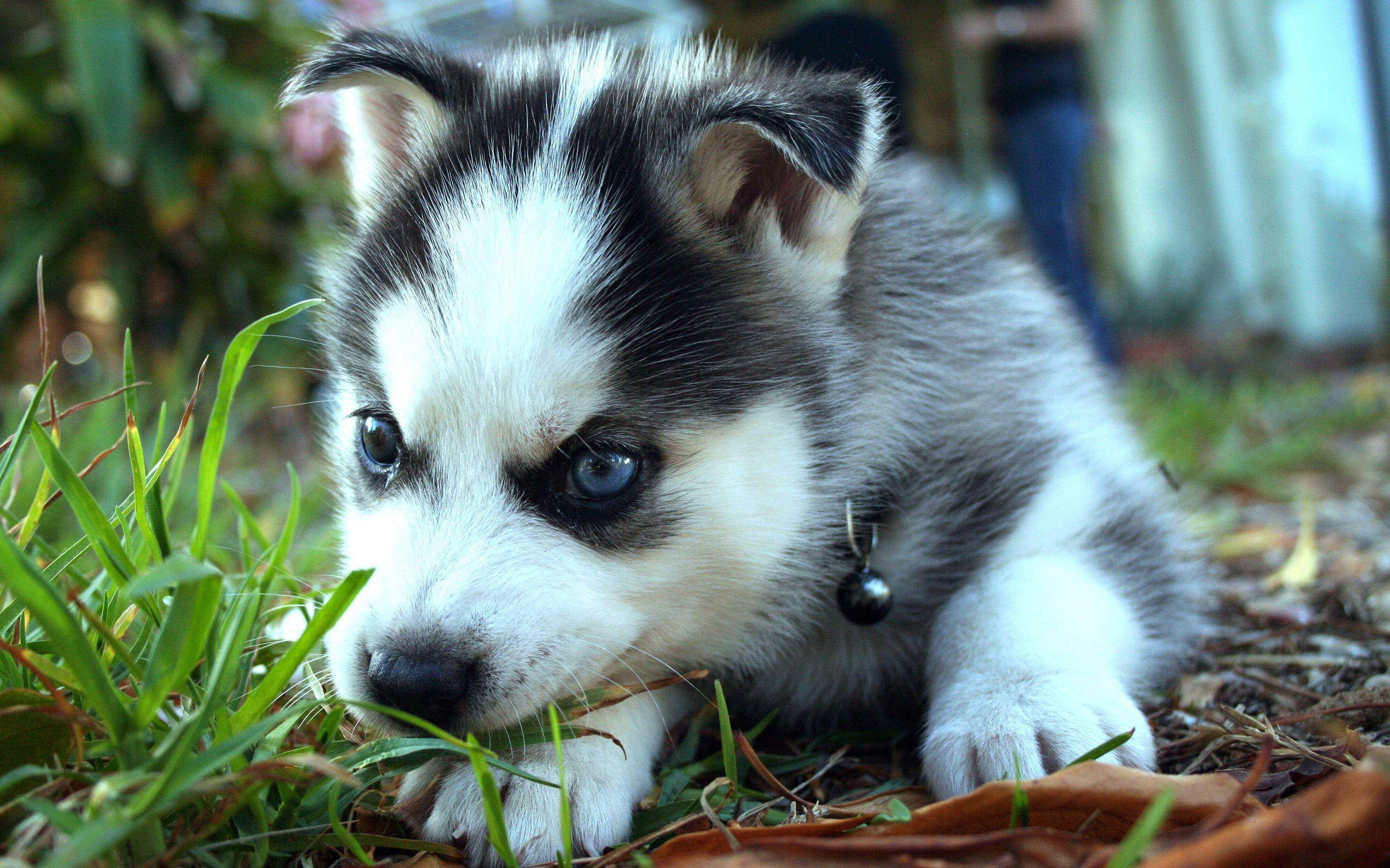 husky puppy, black and white, blue eyes, 2K Desktop Wallpaper