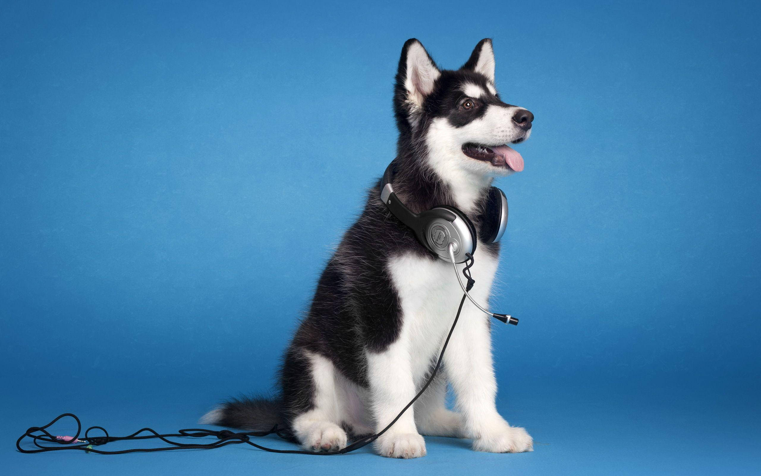 Husky puppy, over-ear headphones, black and white, 2K Desktop Wallpaper