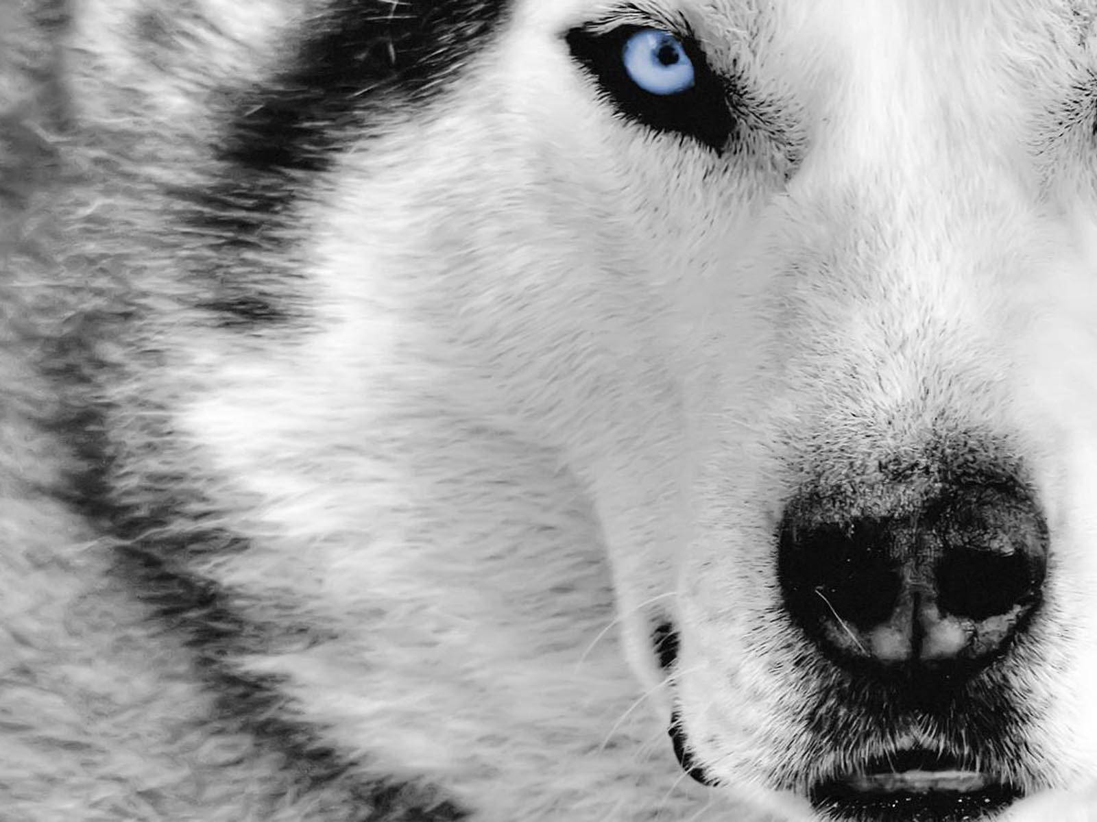 husky, black-and-white fur, icy blue eyes, HD Desktop Wallpaper