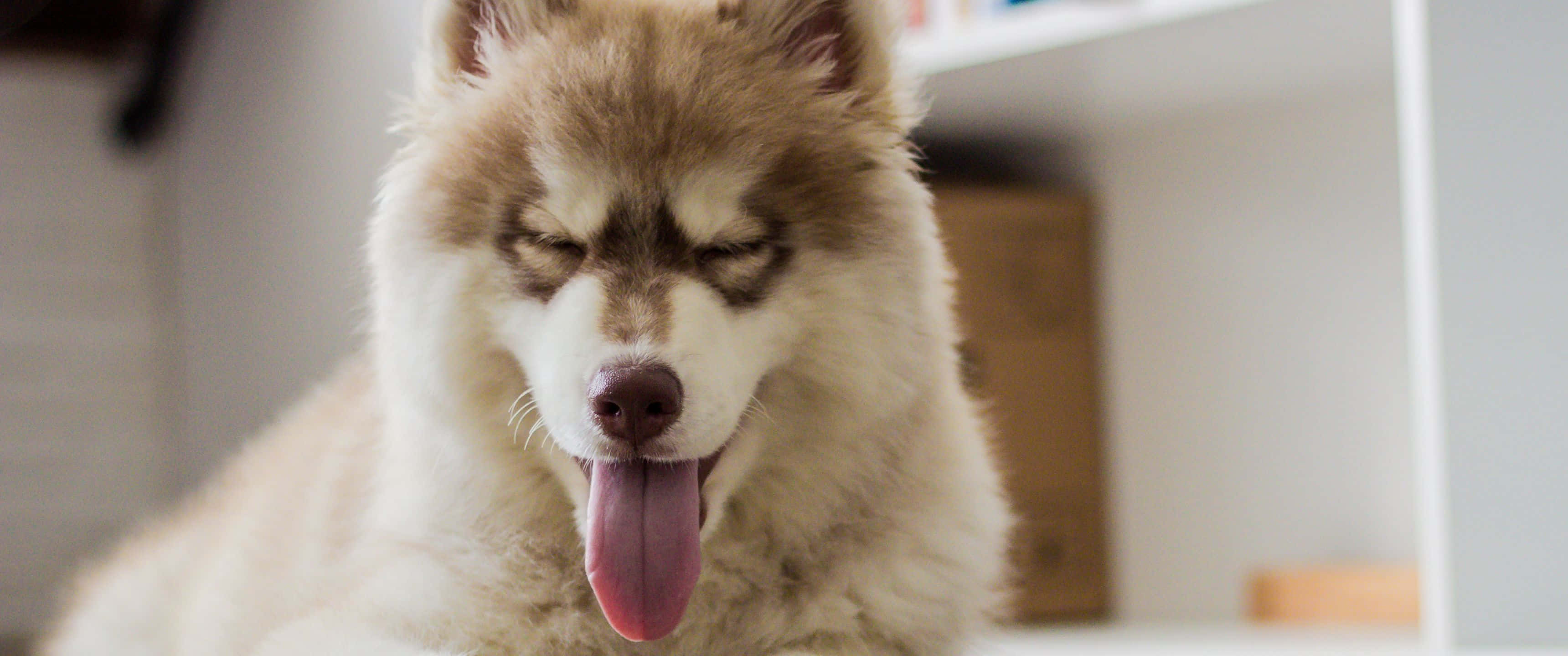 Pomeranian Husky Dog, fluffy husky, half-closed eyes, 2K Desktop Wallpaper