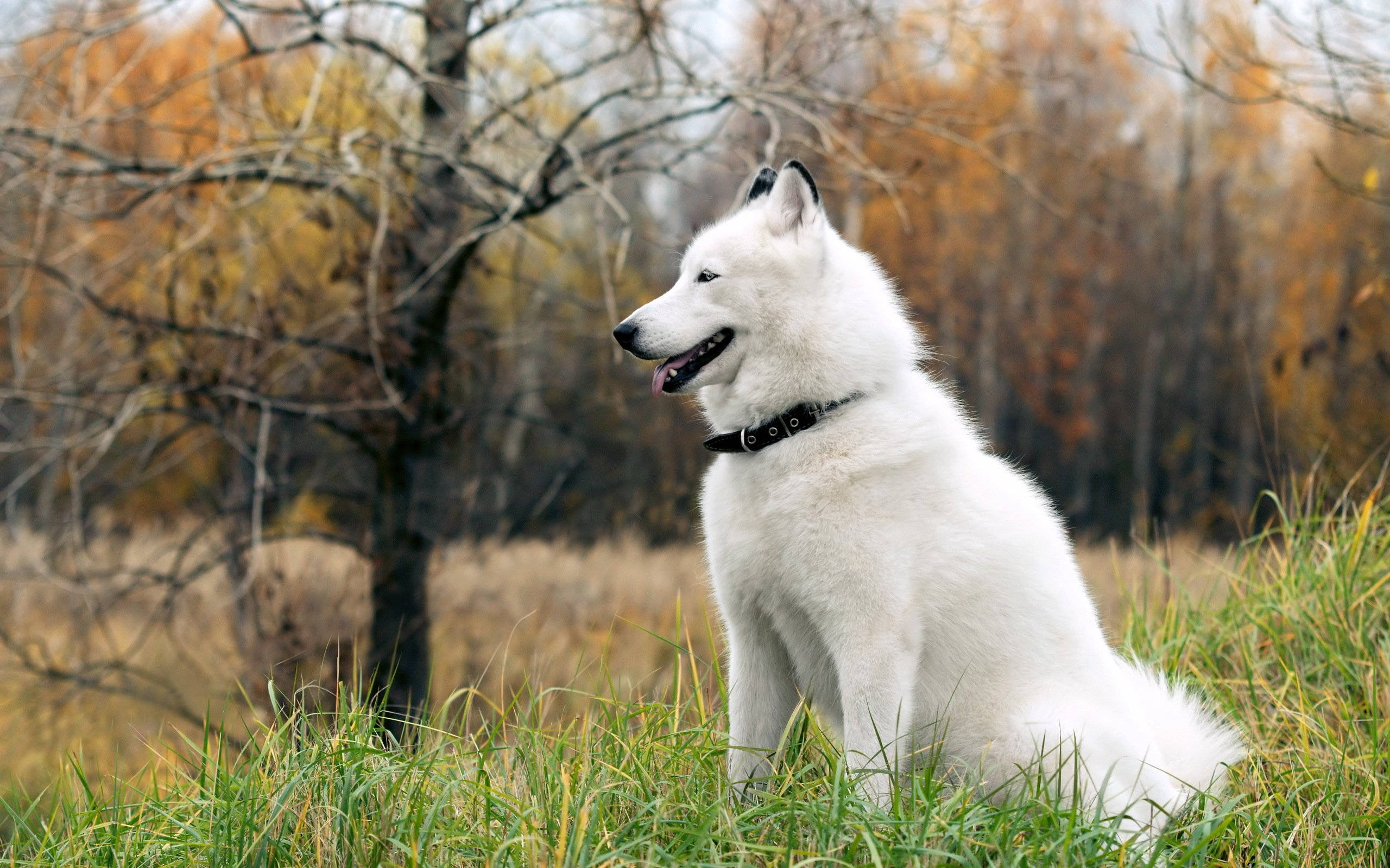 white husky, side profile, fluffy white dog, 2K Desktop Wallpaper