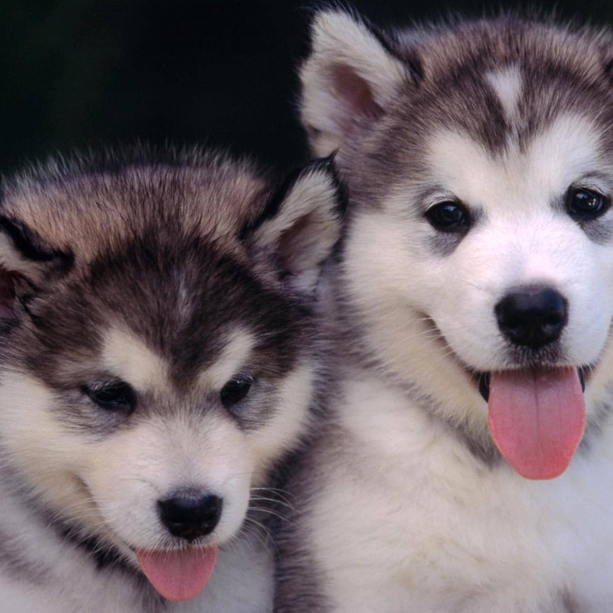 Husky, gray and white fur, pink tongues, Full HD Desktop Wallpaper