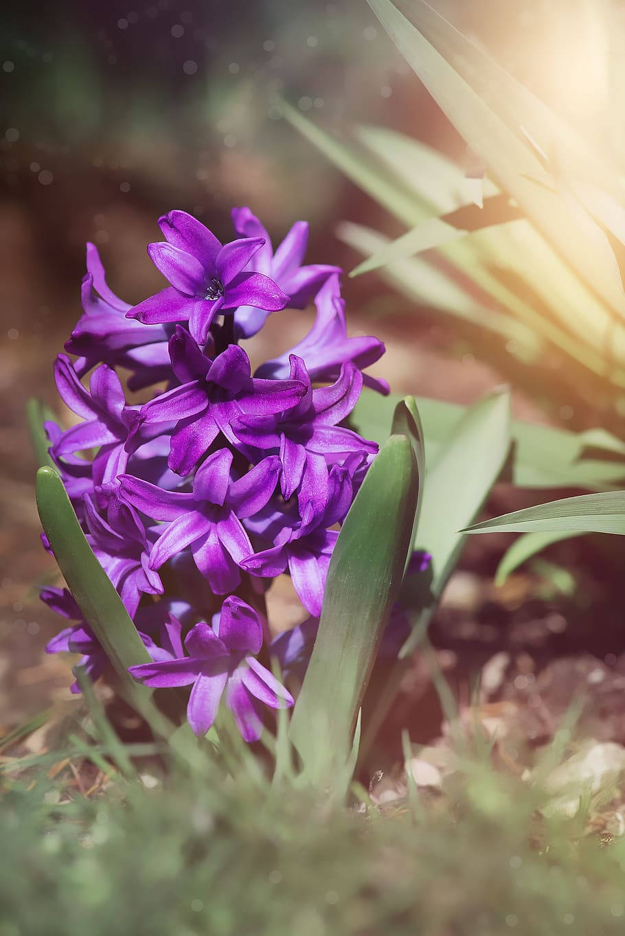Hyacinth, vibrant purple, green leaves, HD Phone Wallpaper