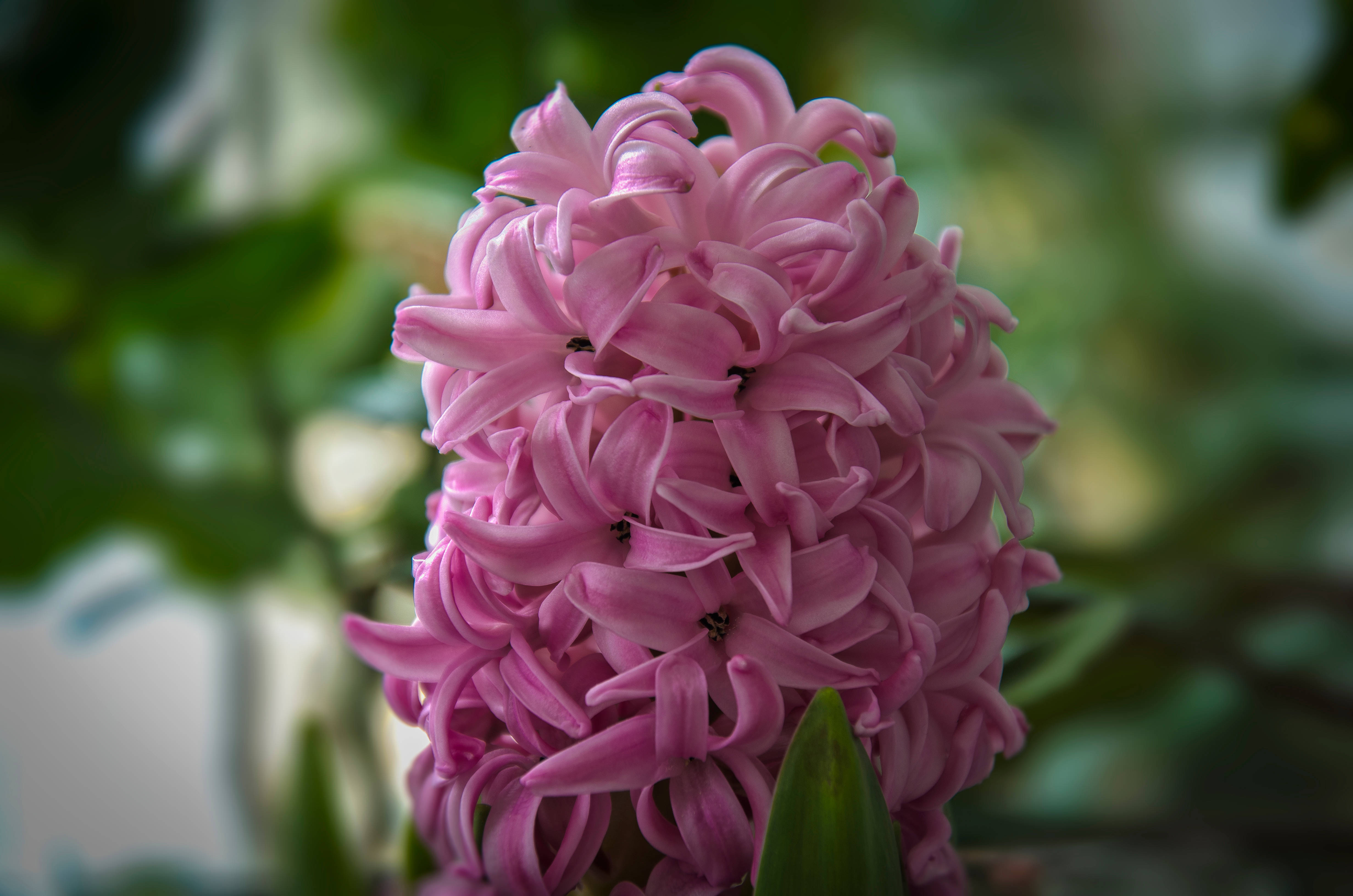 pink hyacinth flower cluster, lush pink hyacinth bloom, delicate petals, 4K Desktop Wallpaper