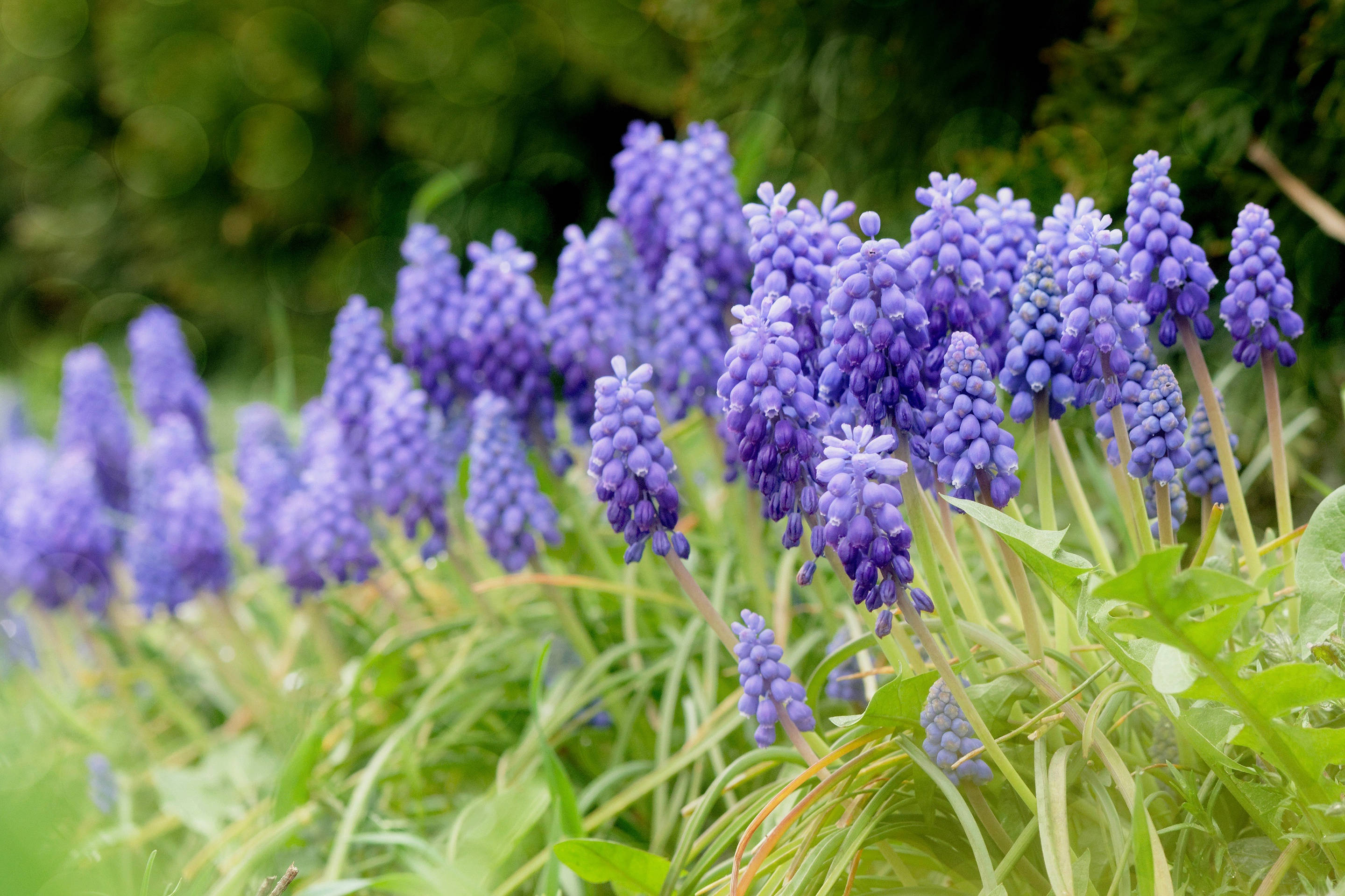 hyacinth flowers, purple grape hyacinths, lush green grass, 2K Desktop Wallpaper