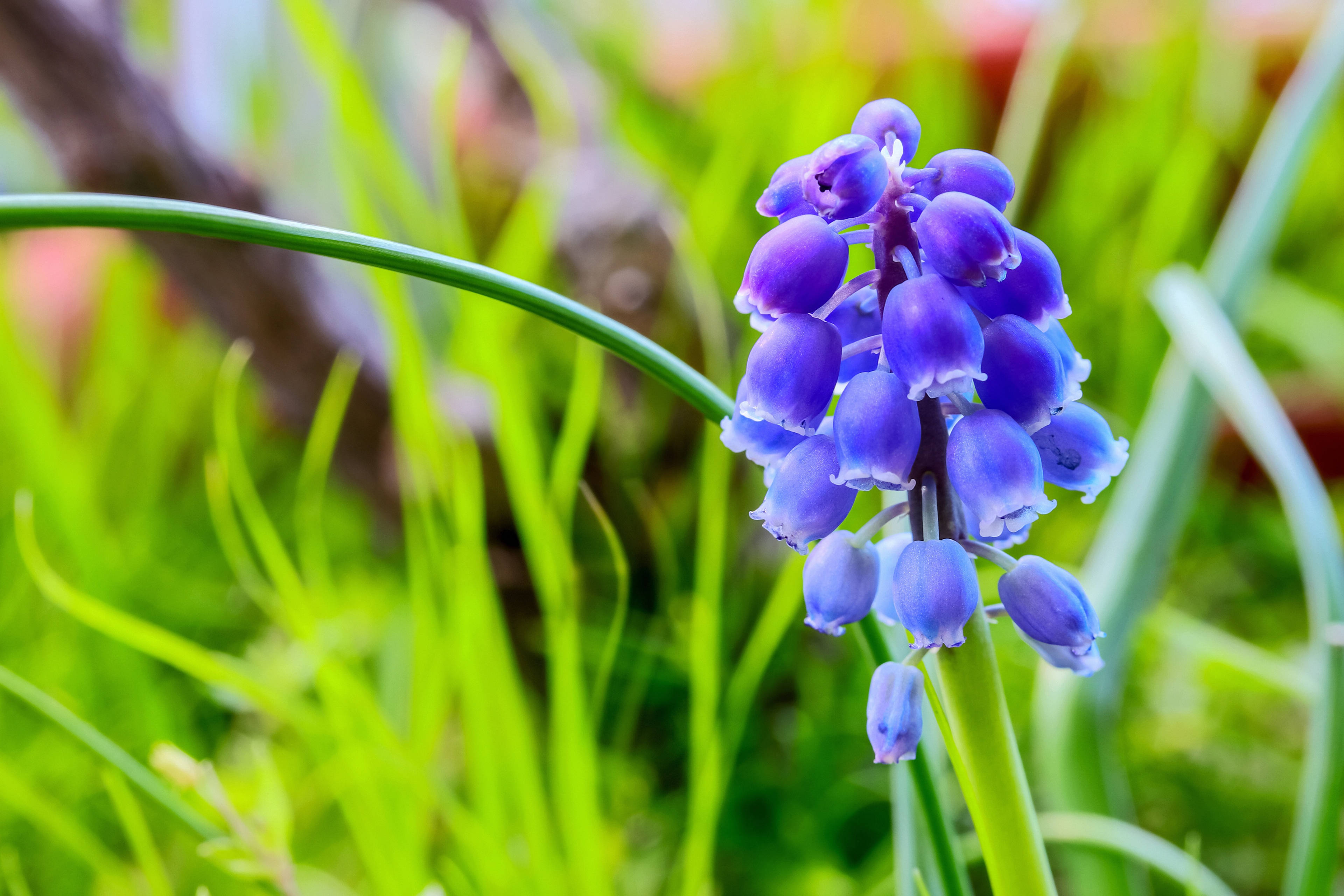 Hyacinth, deep purple, grape hyacinth, 4K Desktop Wallpaper