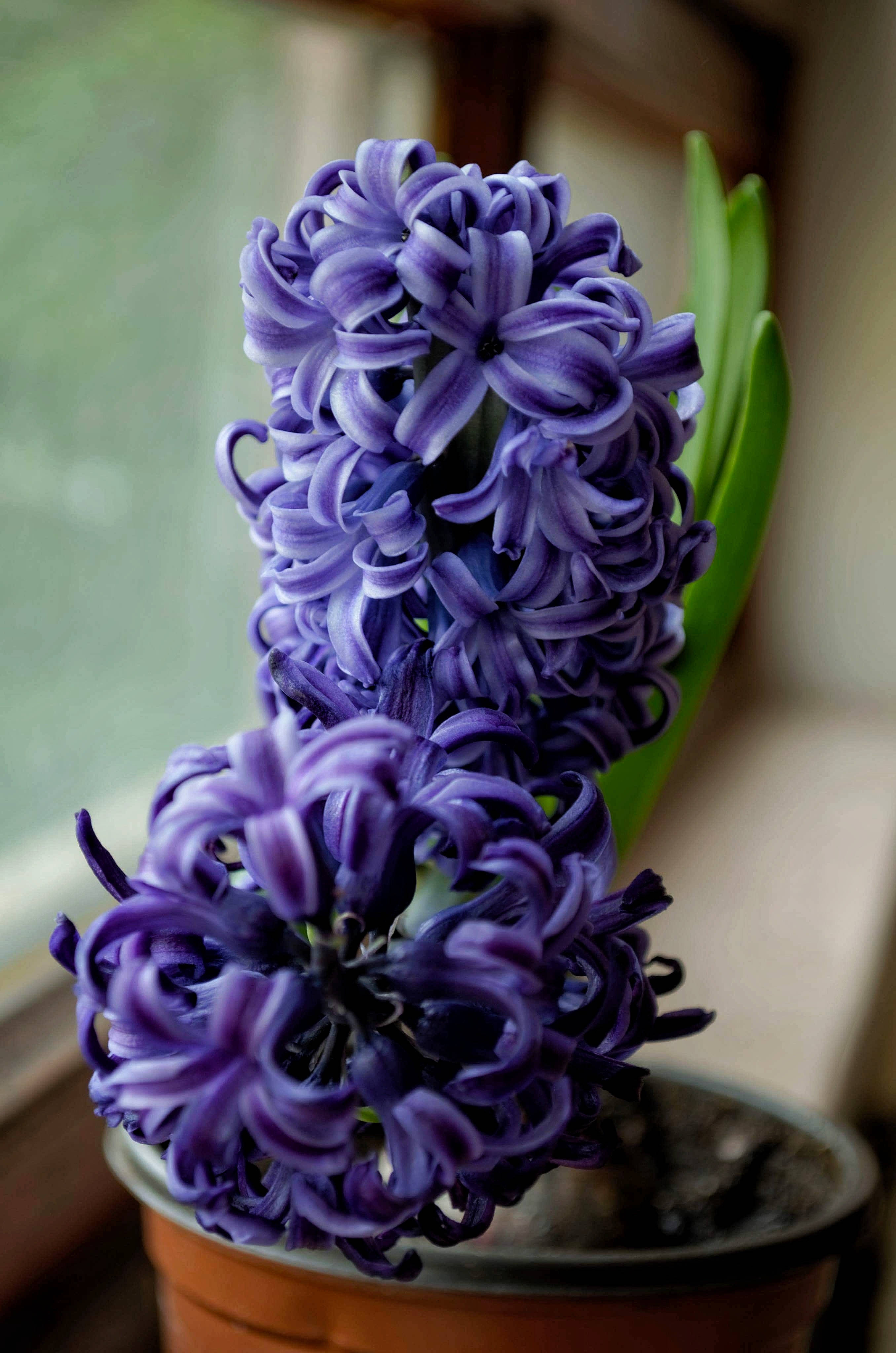 potted purple hyacinth flower, vibrant purple hyacinth, terracotta pot, 4K Phone Wallpaper