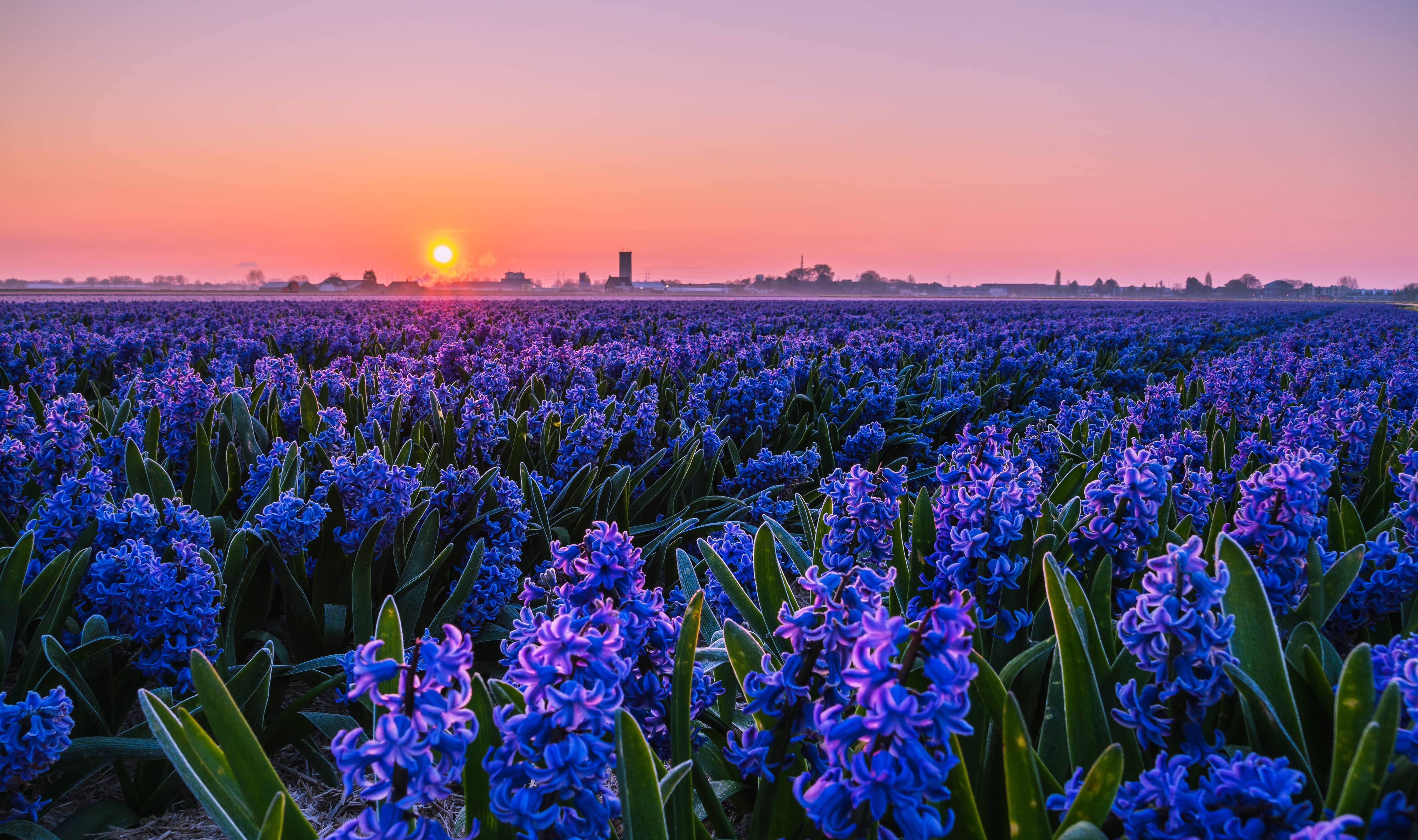 Hyacinth, purple hyacinths, sunset glow, 4K Desktop Wallpaper
