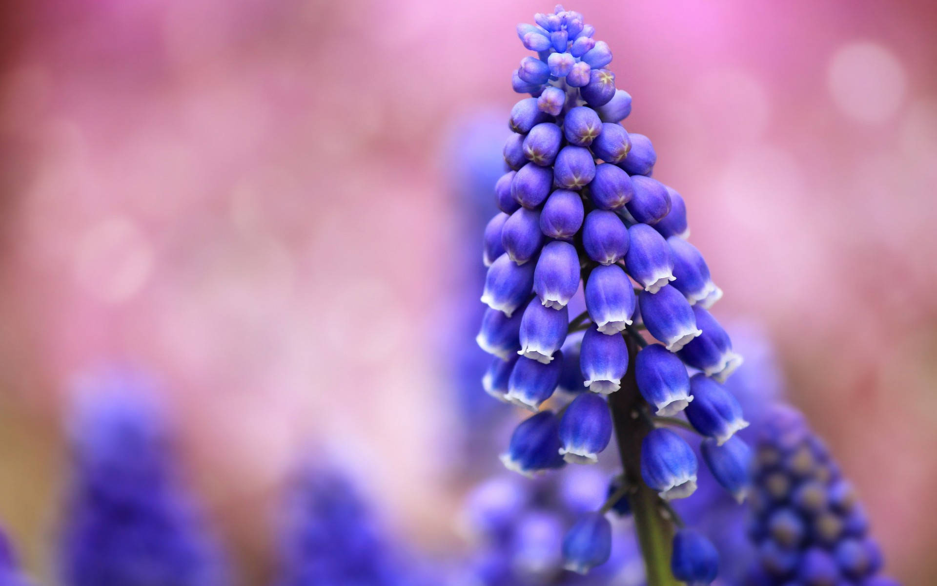 purple hyacinth buds, blue grape hyacinth, white-tipped petals, Full HD Desktop Wallpaper