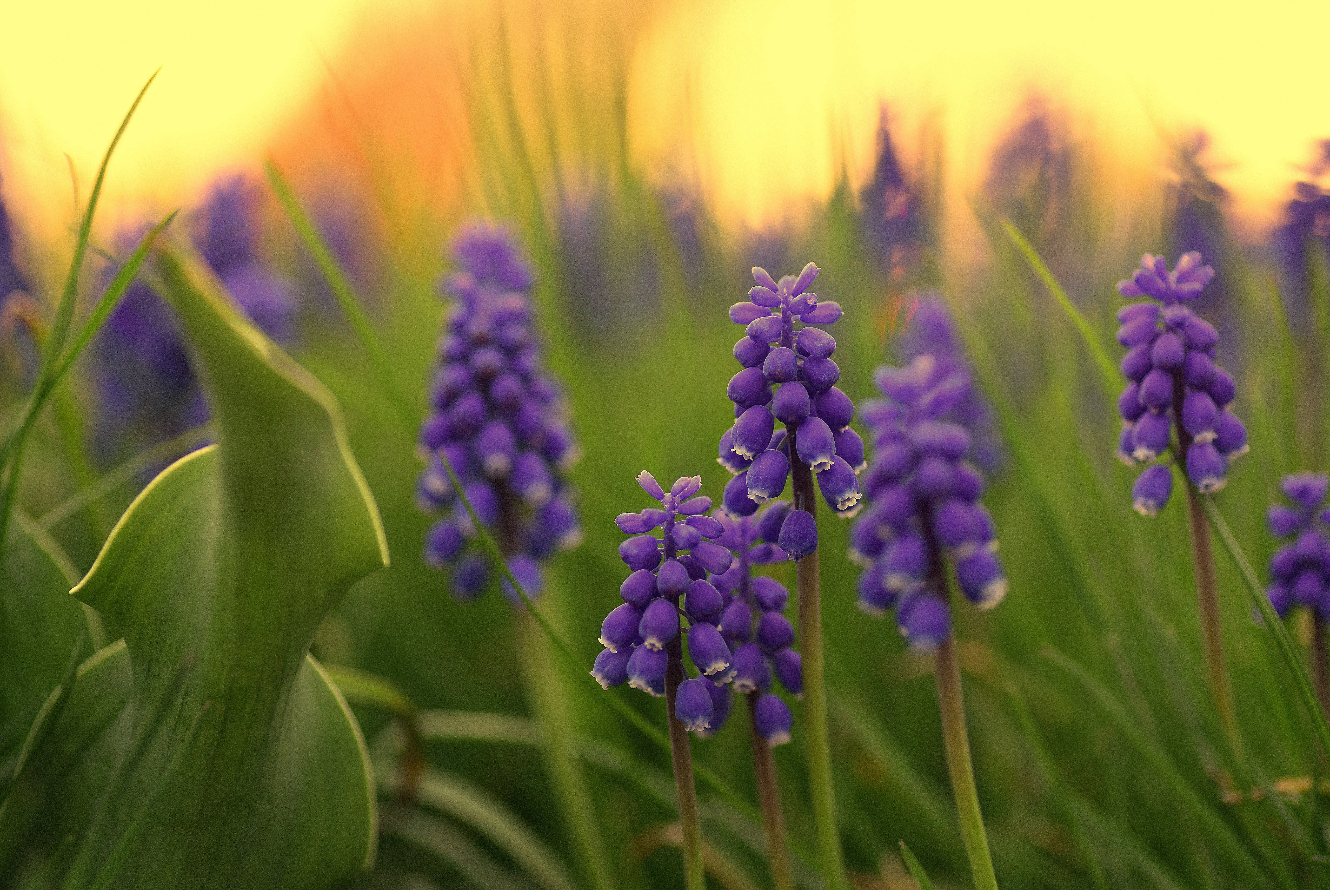 orange sunset, blue hyacinth flowers, golden sunset sky, 5K Desktop Wallpaper