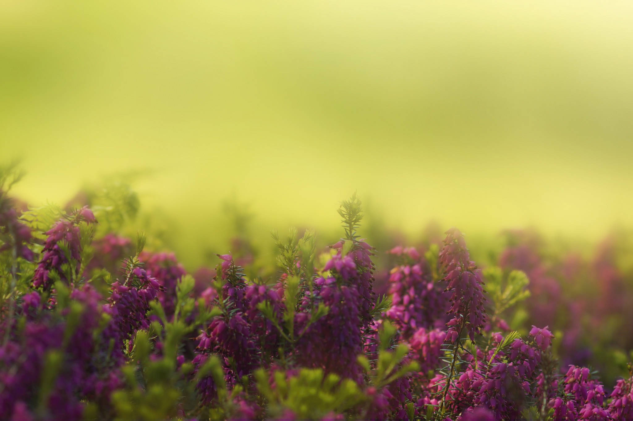 hyacinth flowers, foggy field, vibrant purple, Full HD Desktop Wallpaper