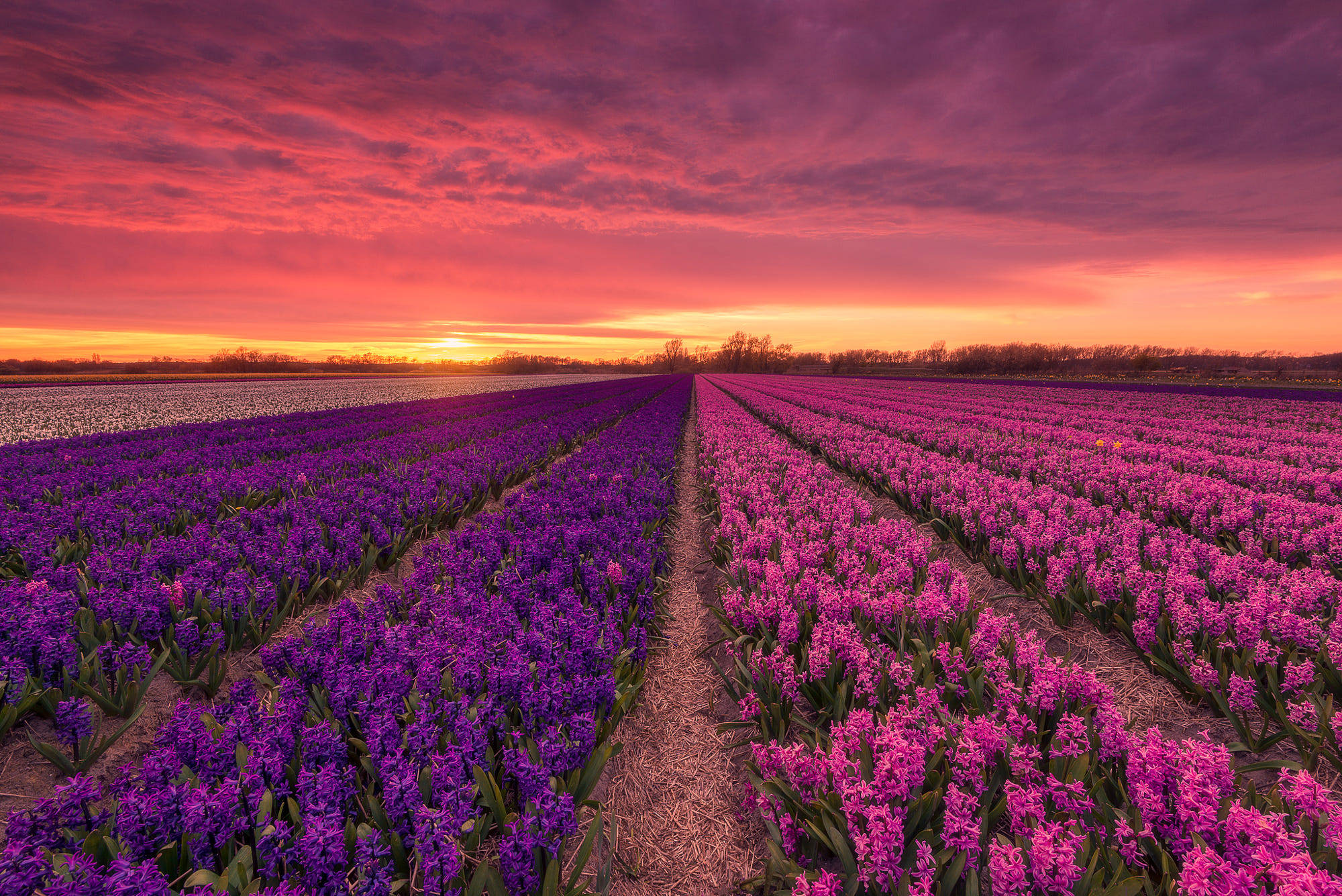 pink hyacinth, purple hyacinth, fiery sunset, Full HD Desktop Wallpaper