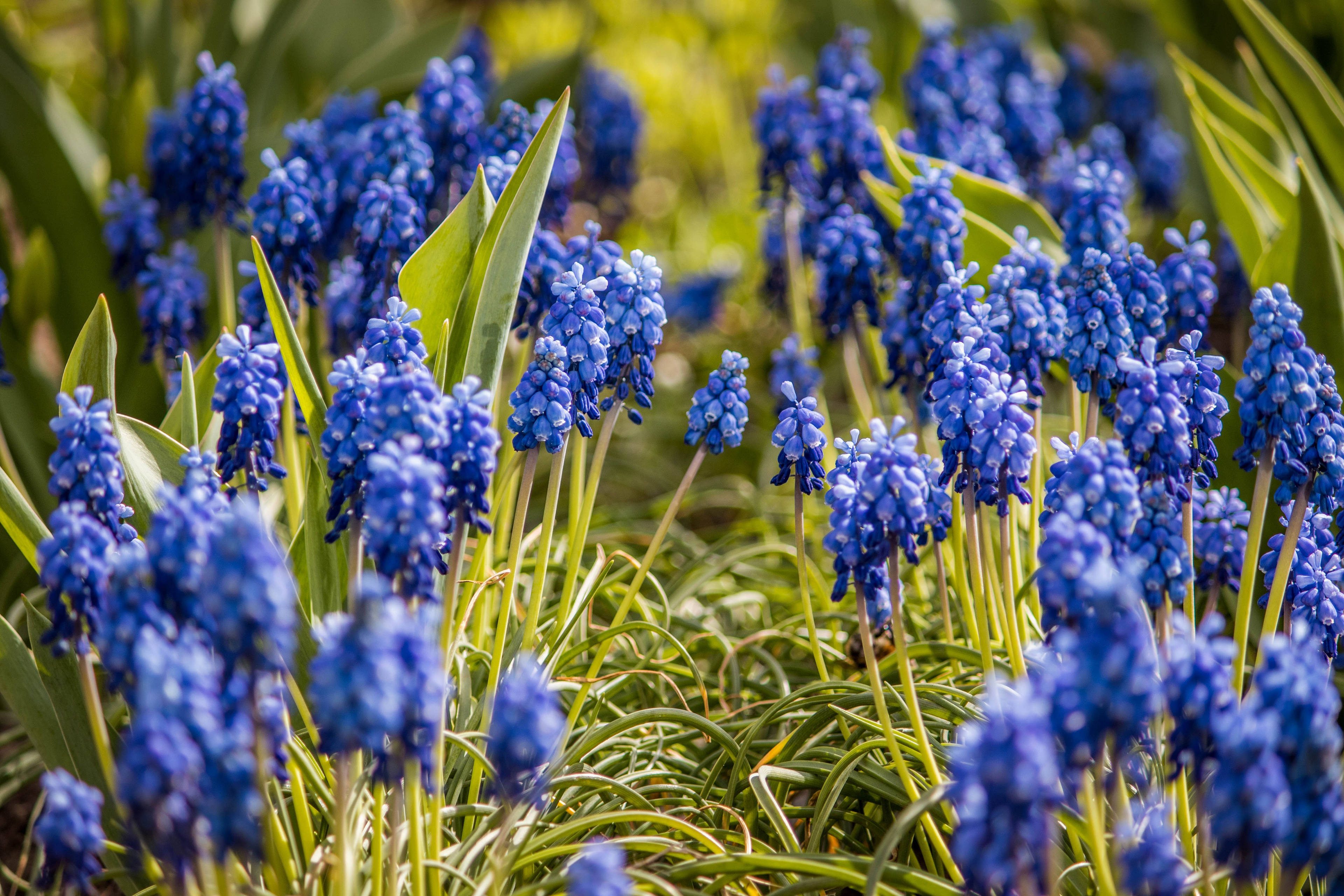 grape hyacinth, blue, grass path, 4K Desktop Wallpaper