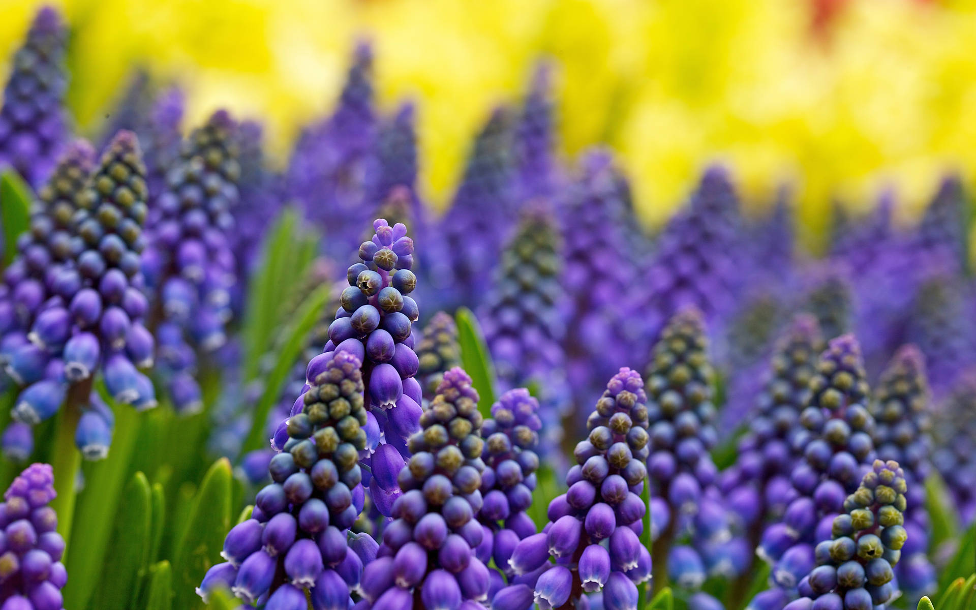 grape hyacinth, vibrant purple, sunlit field, Full HD Desktop Wallpaper
