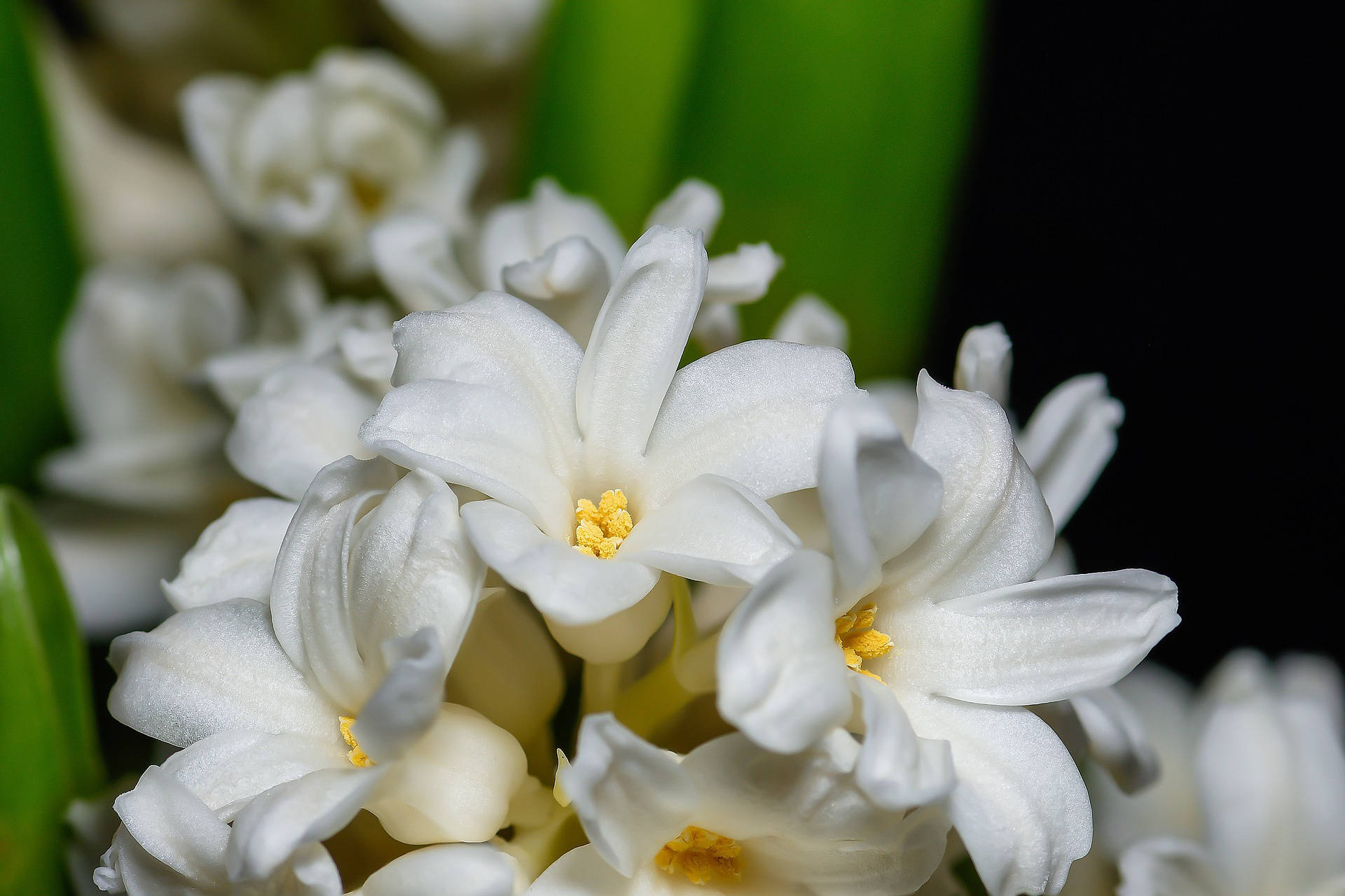 pure white hyacinth flowers, yellow centers, dark background, Full HD Desktop Wallpaper