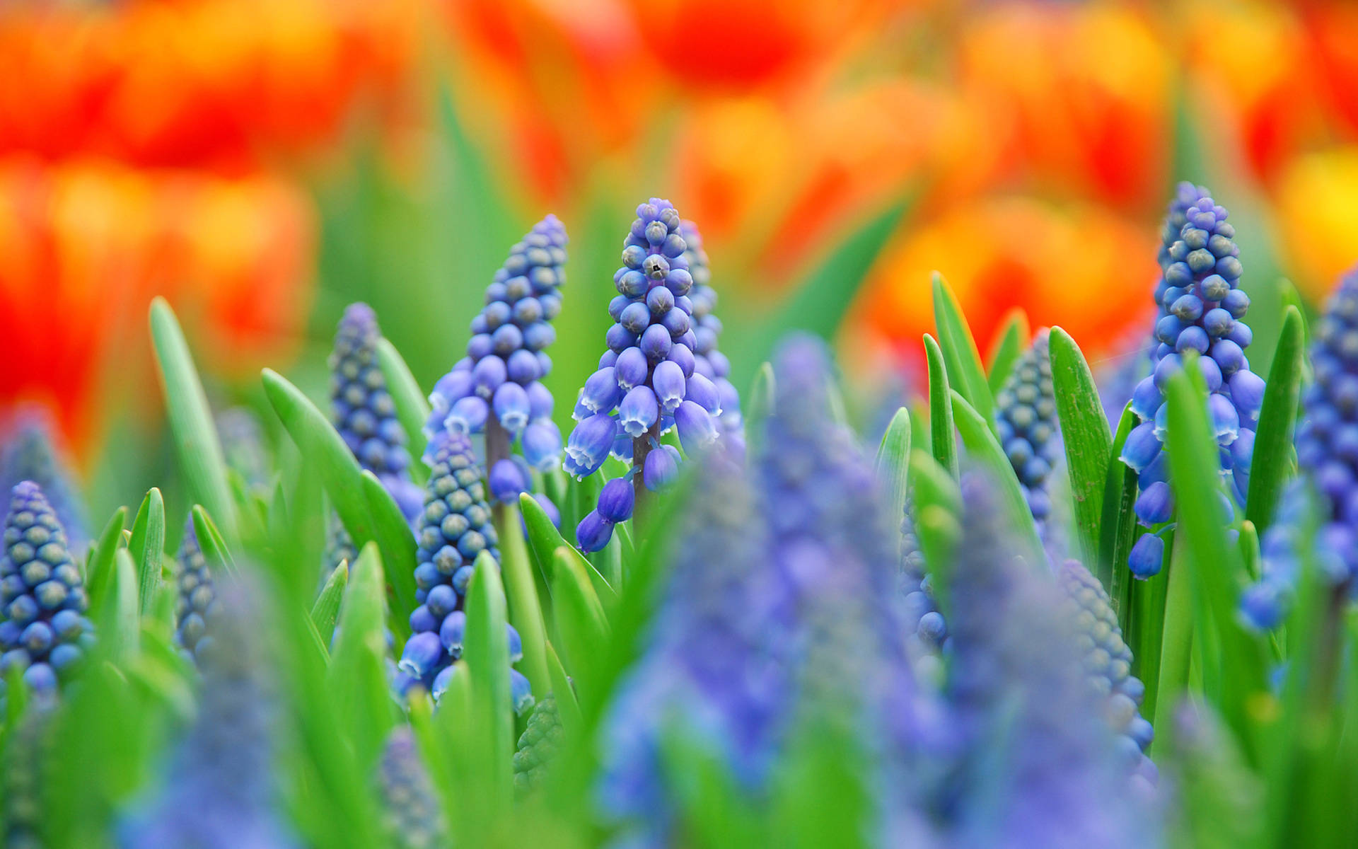 grape hyacinth, blue, fiery orange, Full HD Desktop Wallpaper