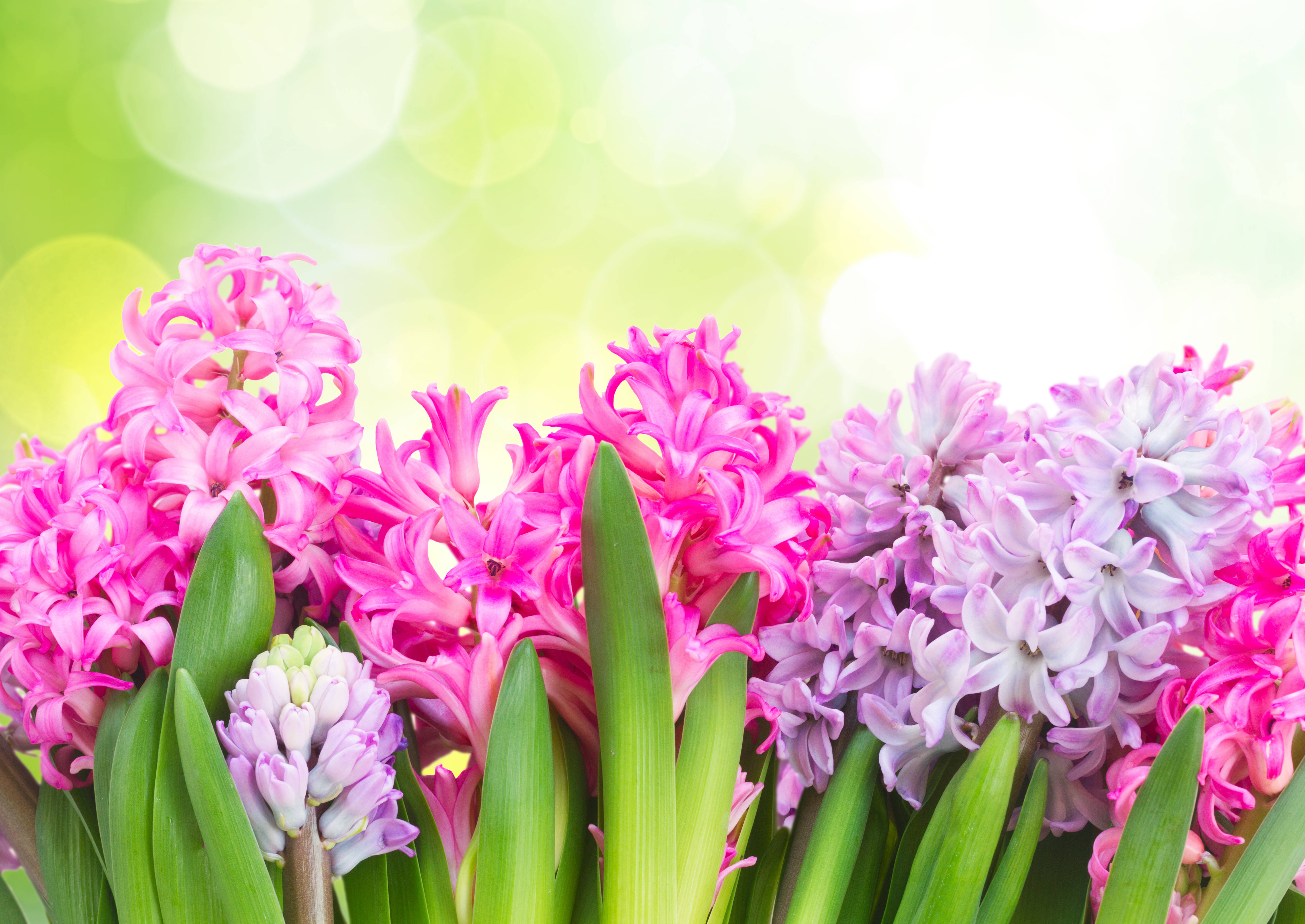 hyacinth, pink hyacinth, lavender hyacinth, 5K Desktop Wallpaper