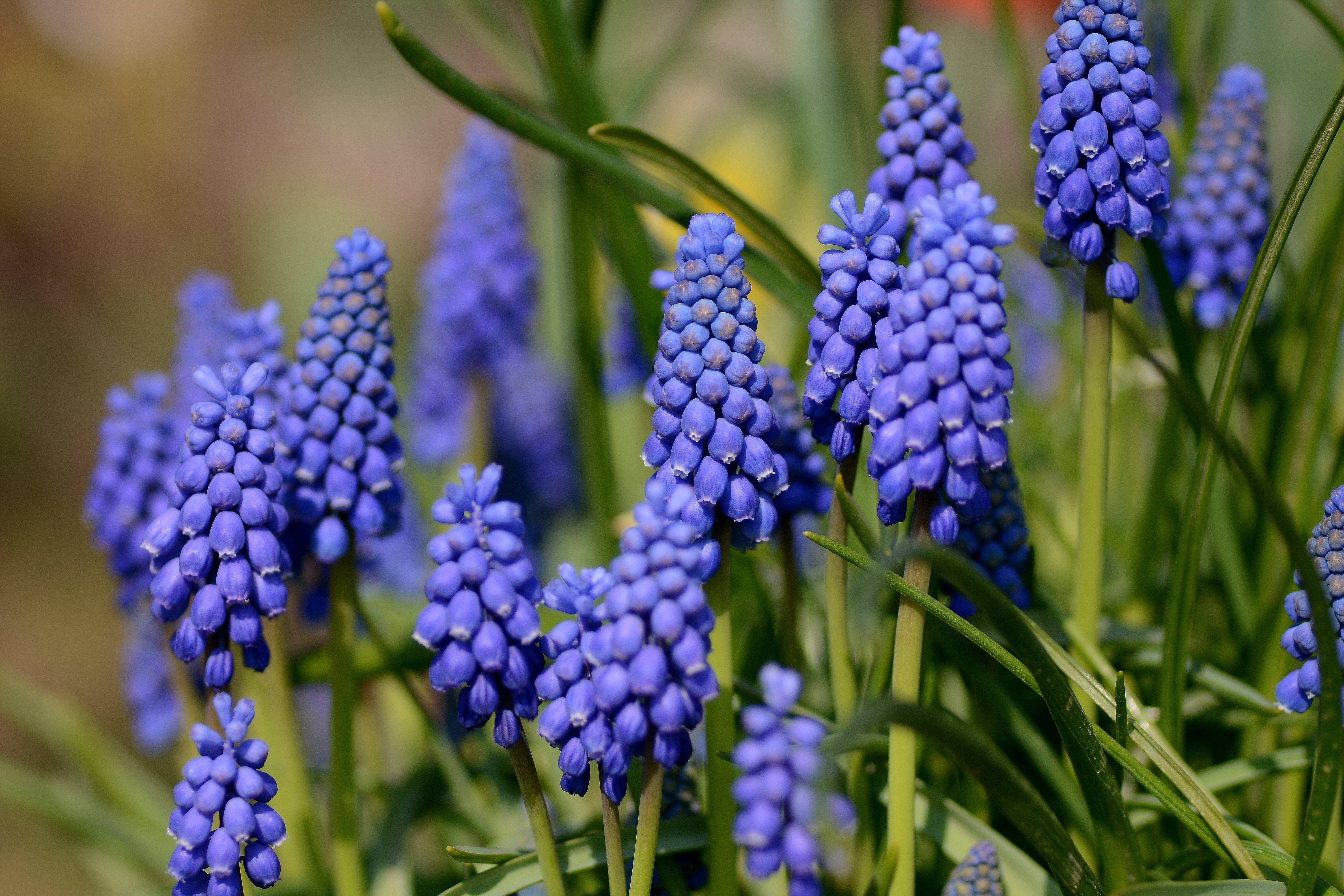 sunshine grape hyacinth, vibrant blue, grape hyacinth flowers, 5K Desktop Wallpaper