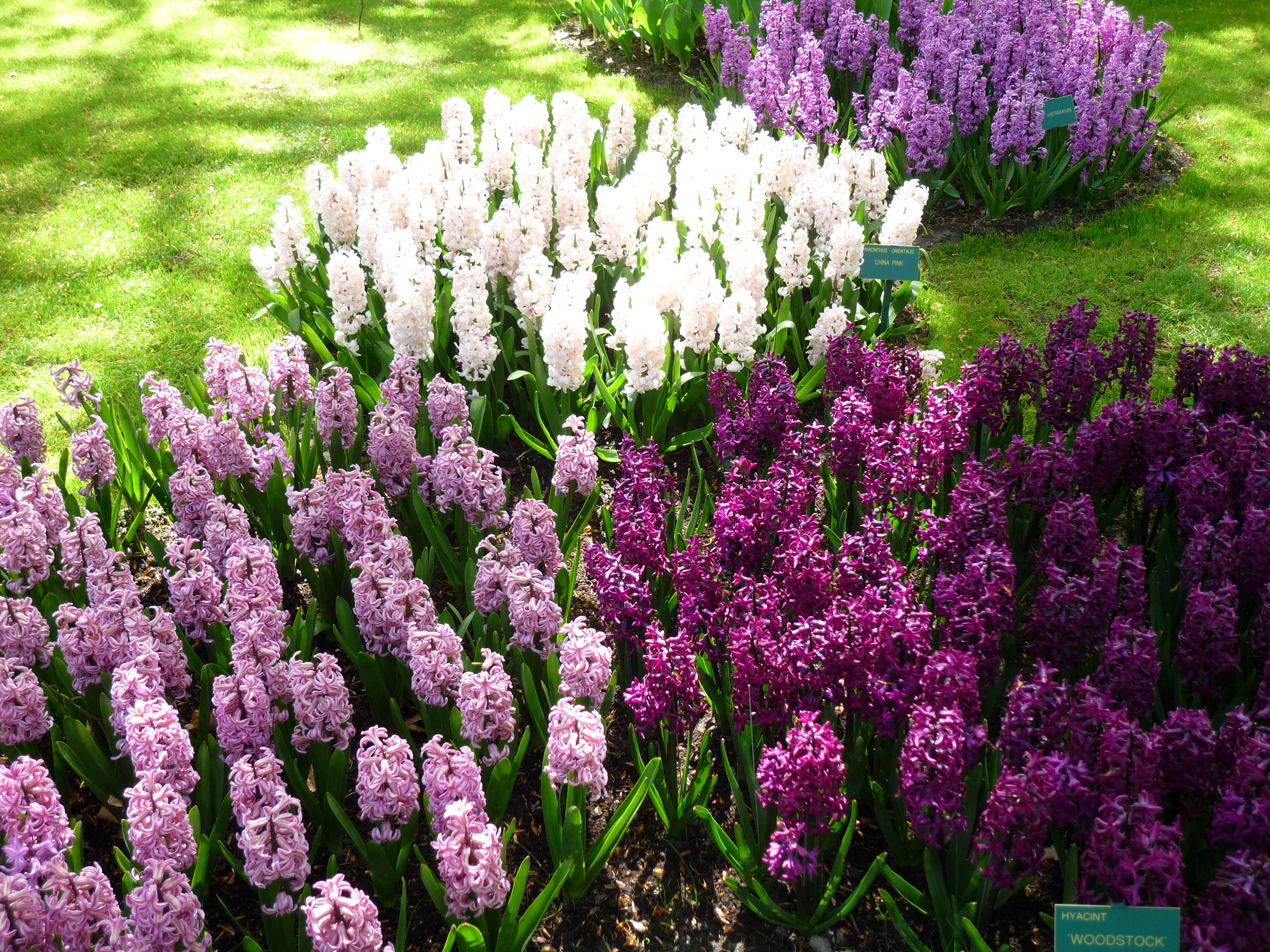 hyacinth, flower garden, purple pink and white, 4K Desktop Wallpaper