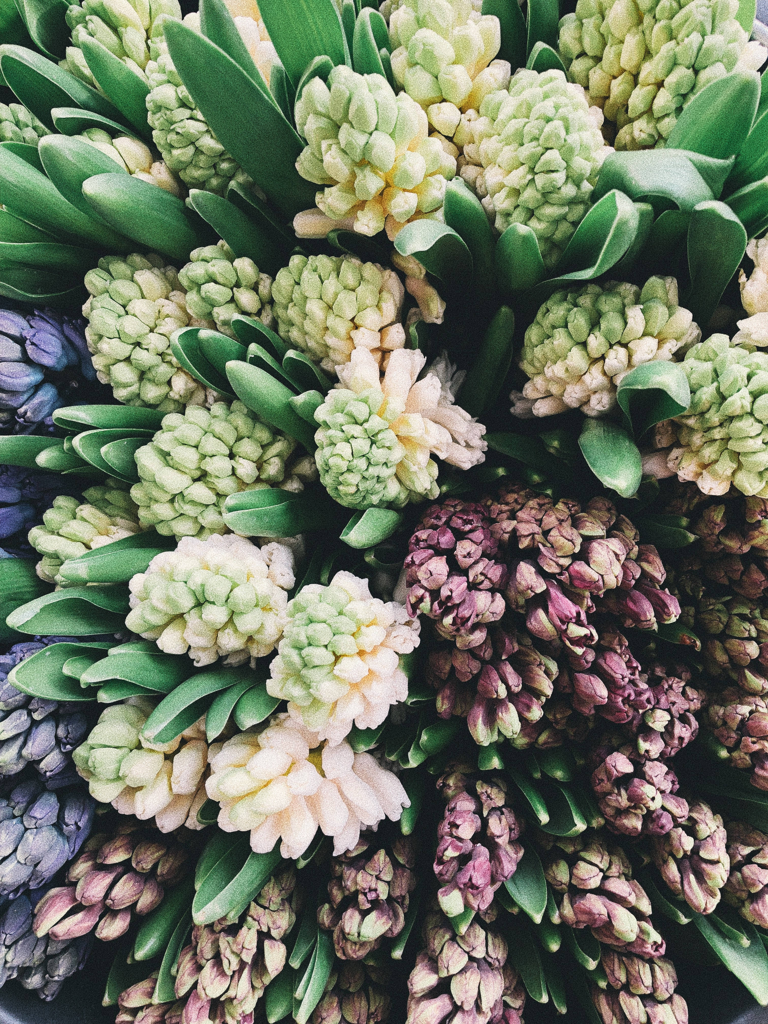 hyacinth, pastel hues, lush green leaves, 4K Phone Wallpaper