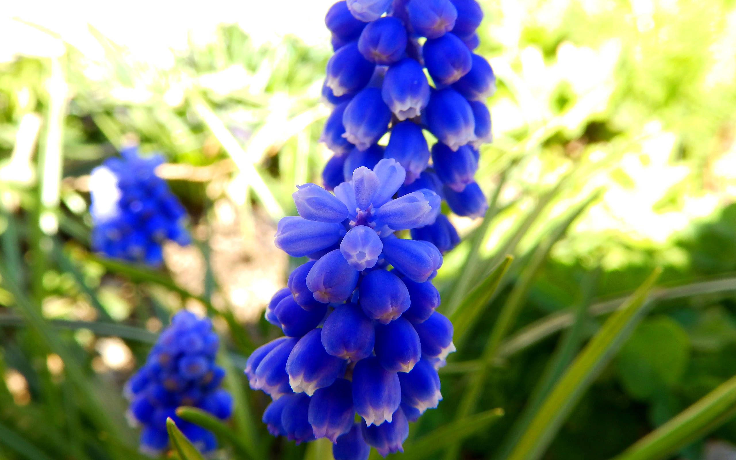blue hyacinth bulbs, grape hyacinth, soft sunlight, 2K Desktop Wallpaper
