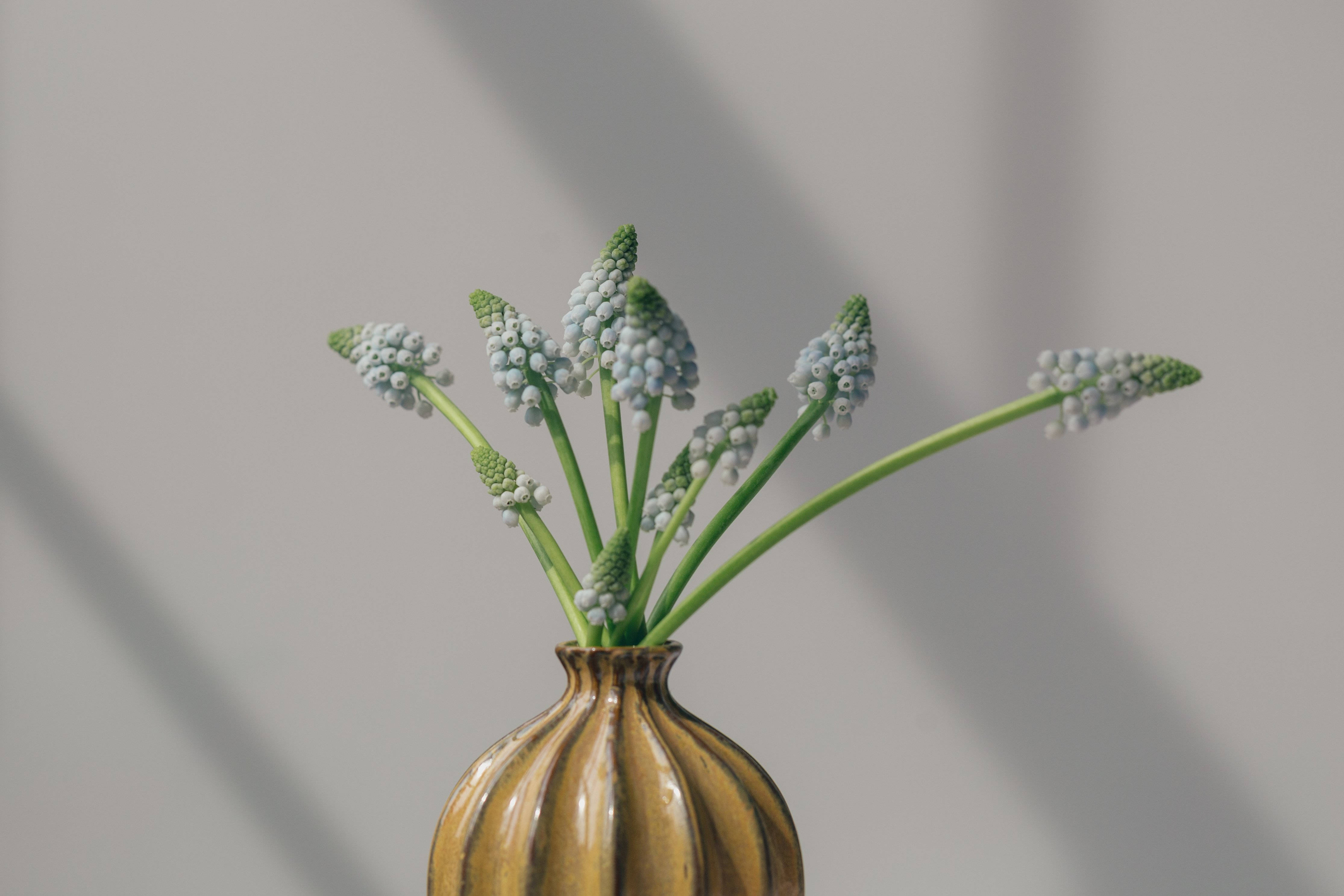 grape hyacinths, ceramic flower vase, textured gold vase, 4K Desktop Wallpaper