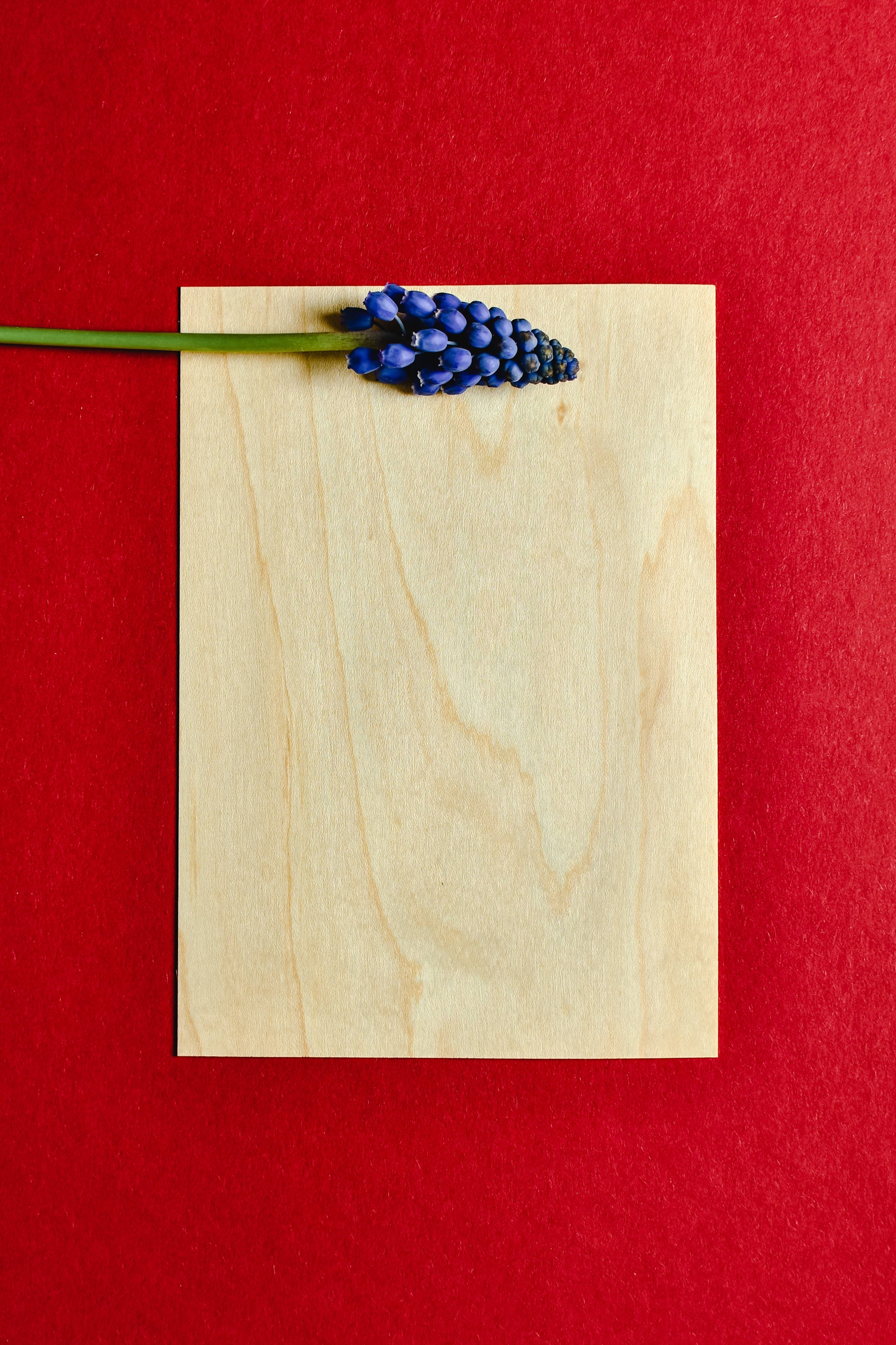 Hyacinth Flower, light wood plank, vivid red textured background, 5K Phone Wallpaper