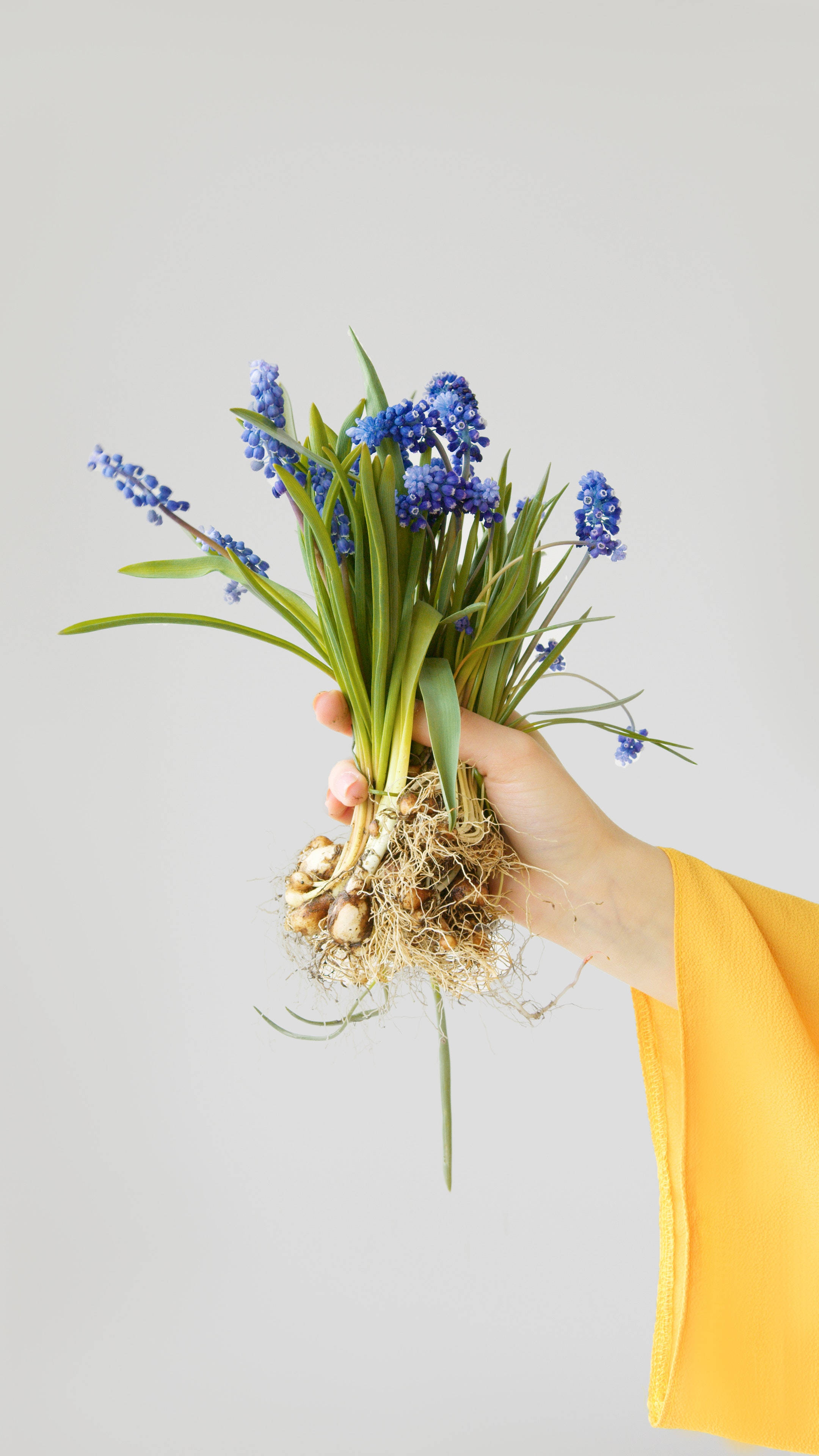 blue grape hyacinths, yellow sleeve, plain gray background, 4K Phone Wallpaper