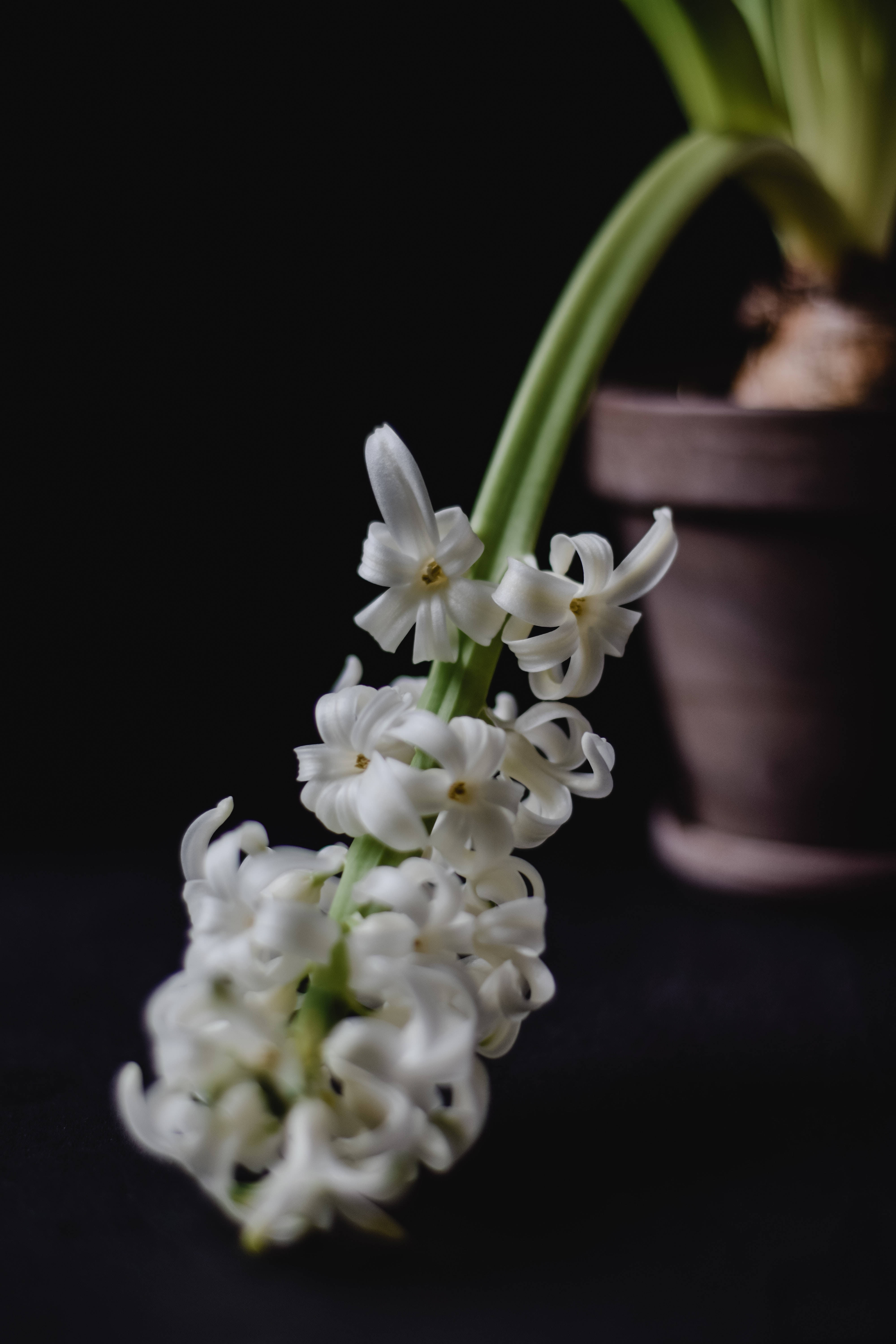 white hyacinth flower, deep black background, soft lighting, 5K Phone Wallpaper