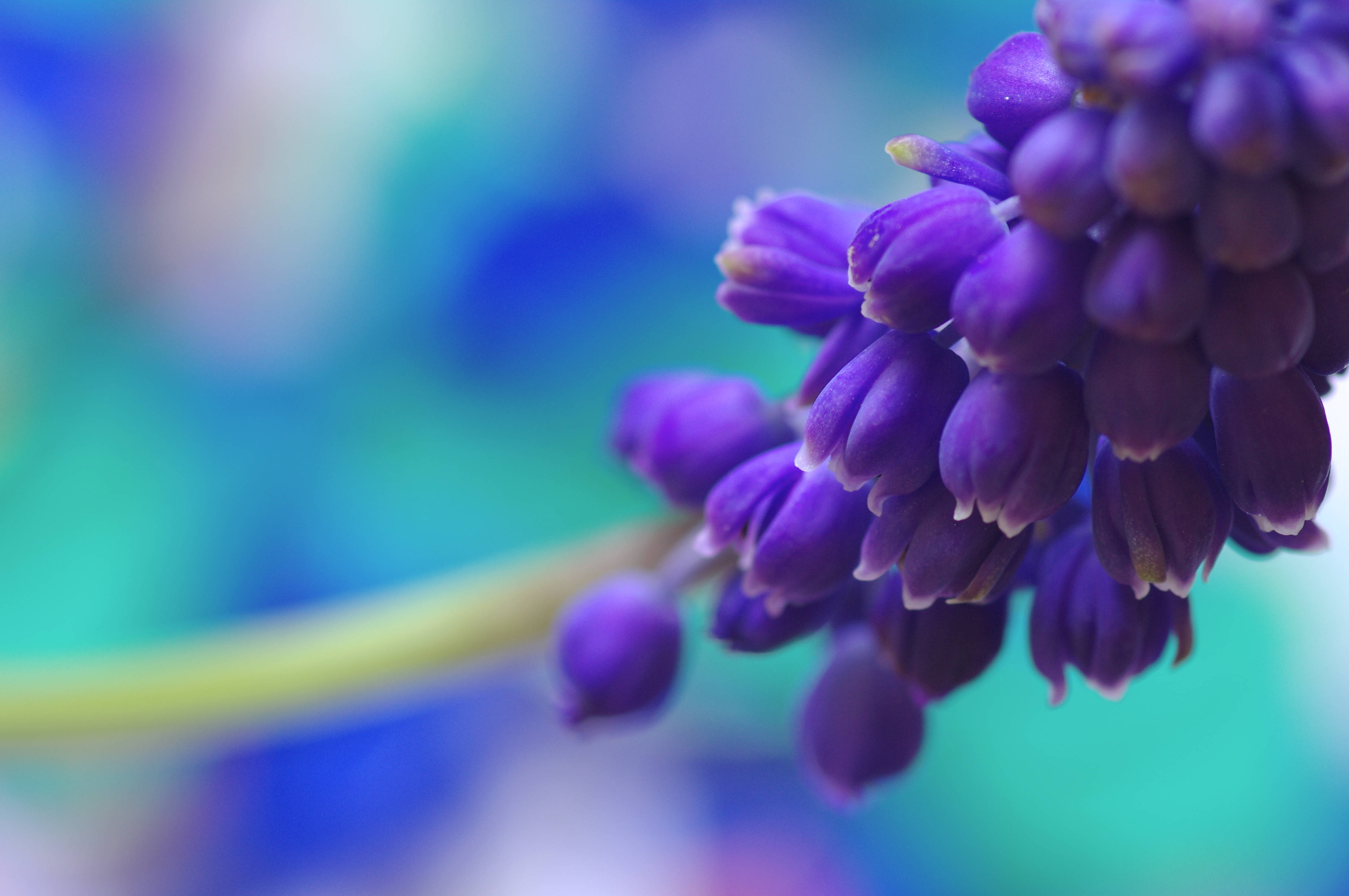 hyacinth flower, deep purple, grape hyacinth, 4K Desktop Wallpaper