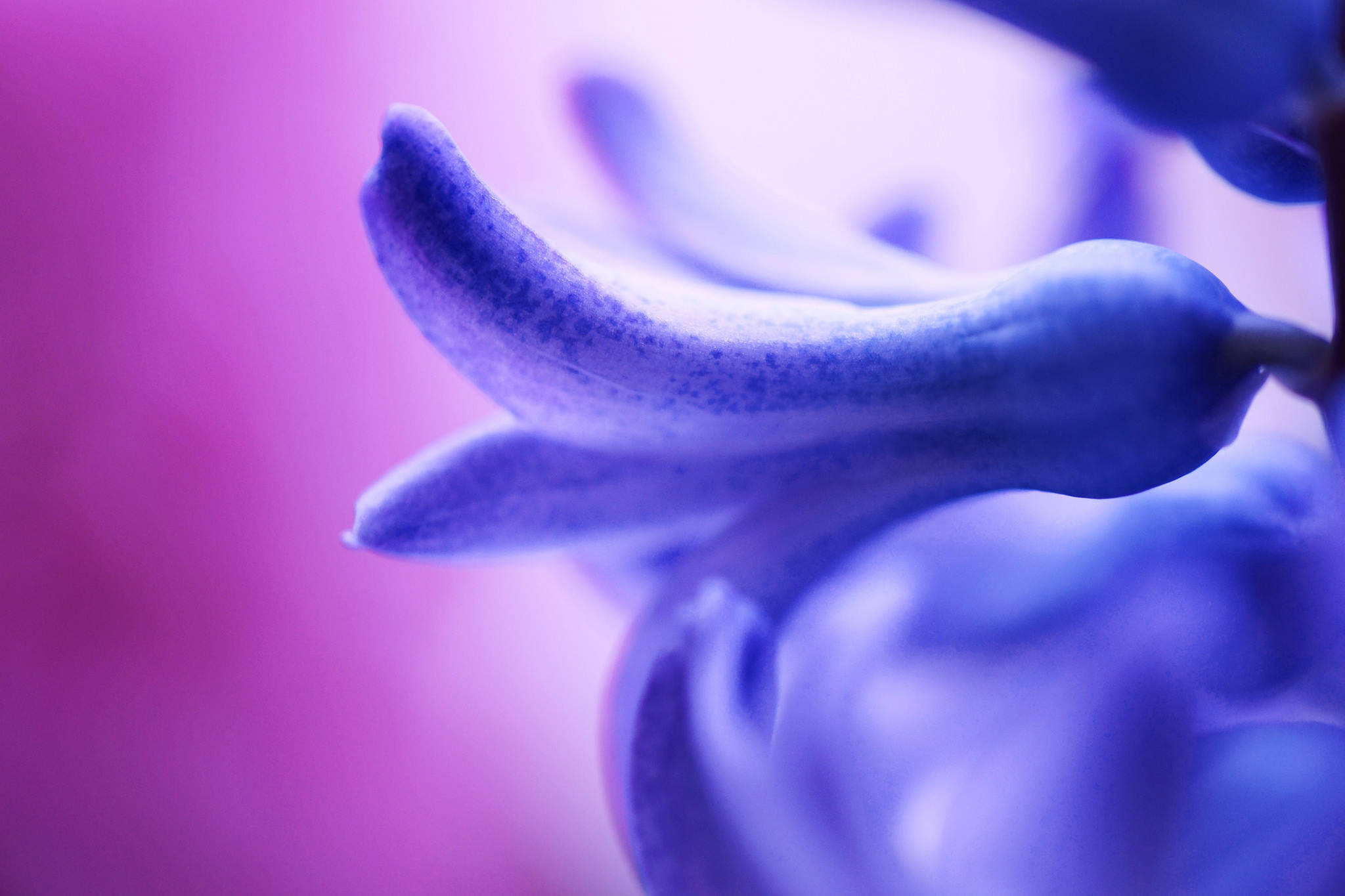 hyacinth flower, blue hyacinth, soft purple background, Full HD Desktop Wallpaper