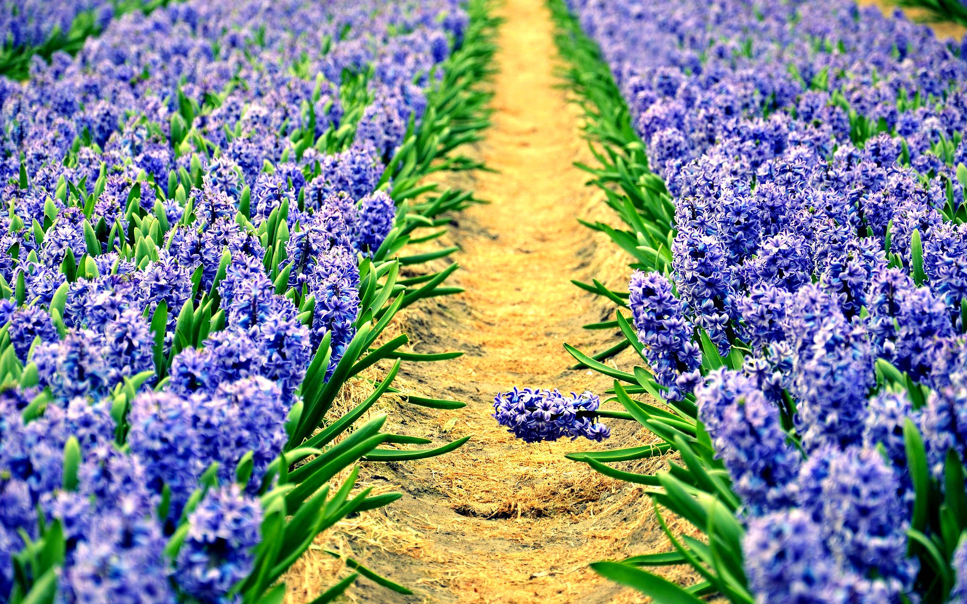 Hyacinth, dirt path, vibrant purple, Full HD Desktop Wallpaper