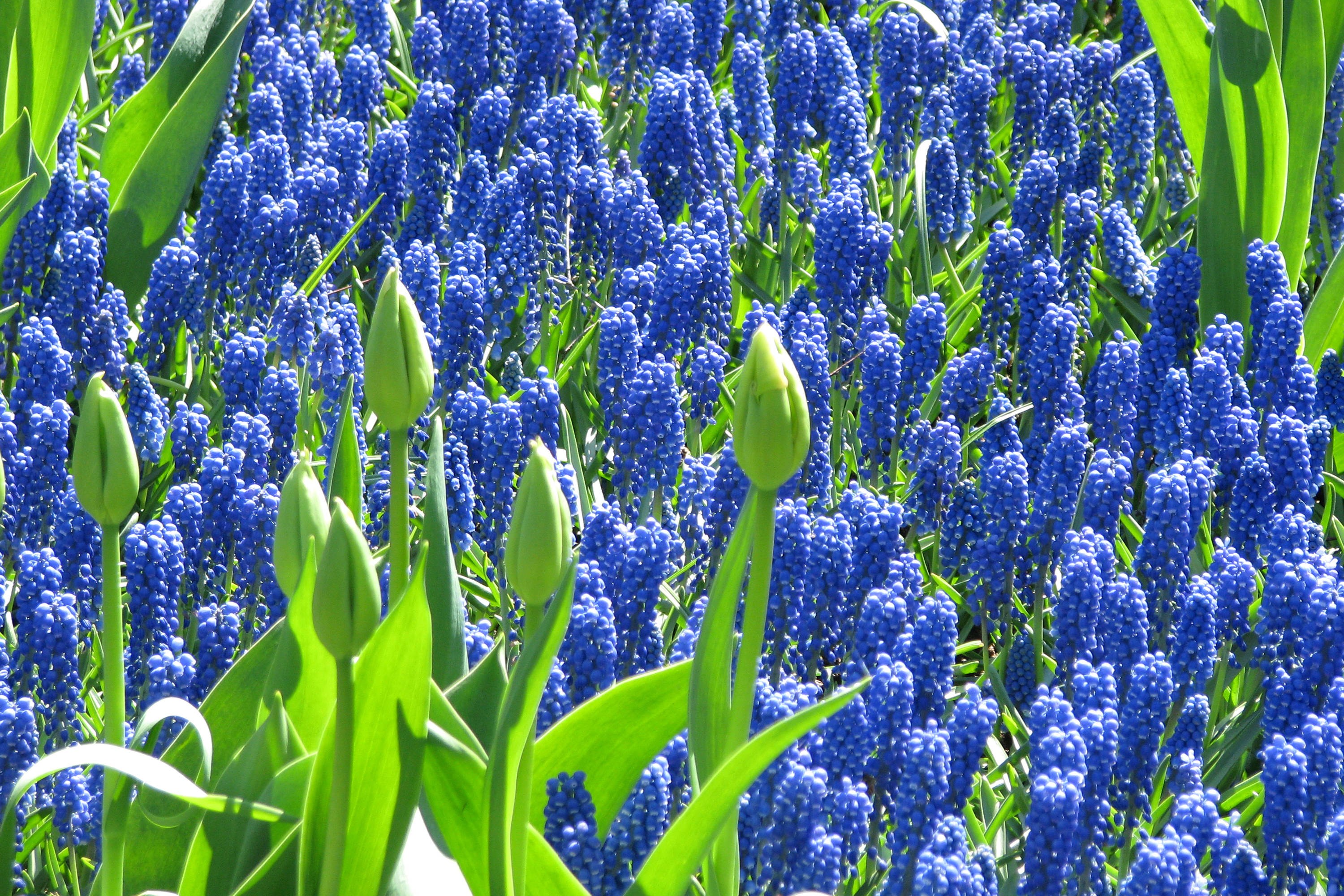blue hyacinth, grape hyacinth, sunny daylight, 2K Desktop Wallpaper