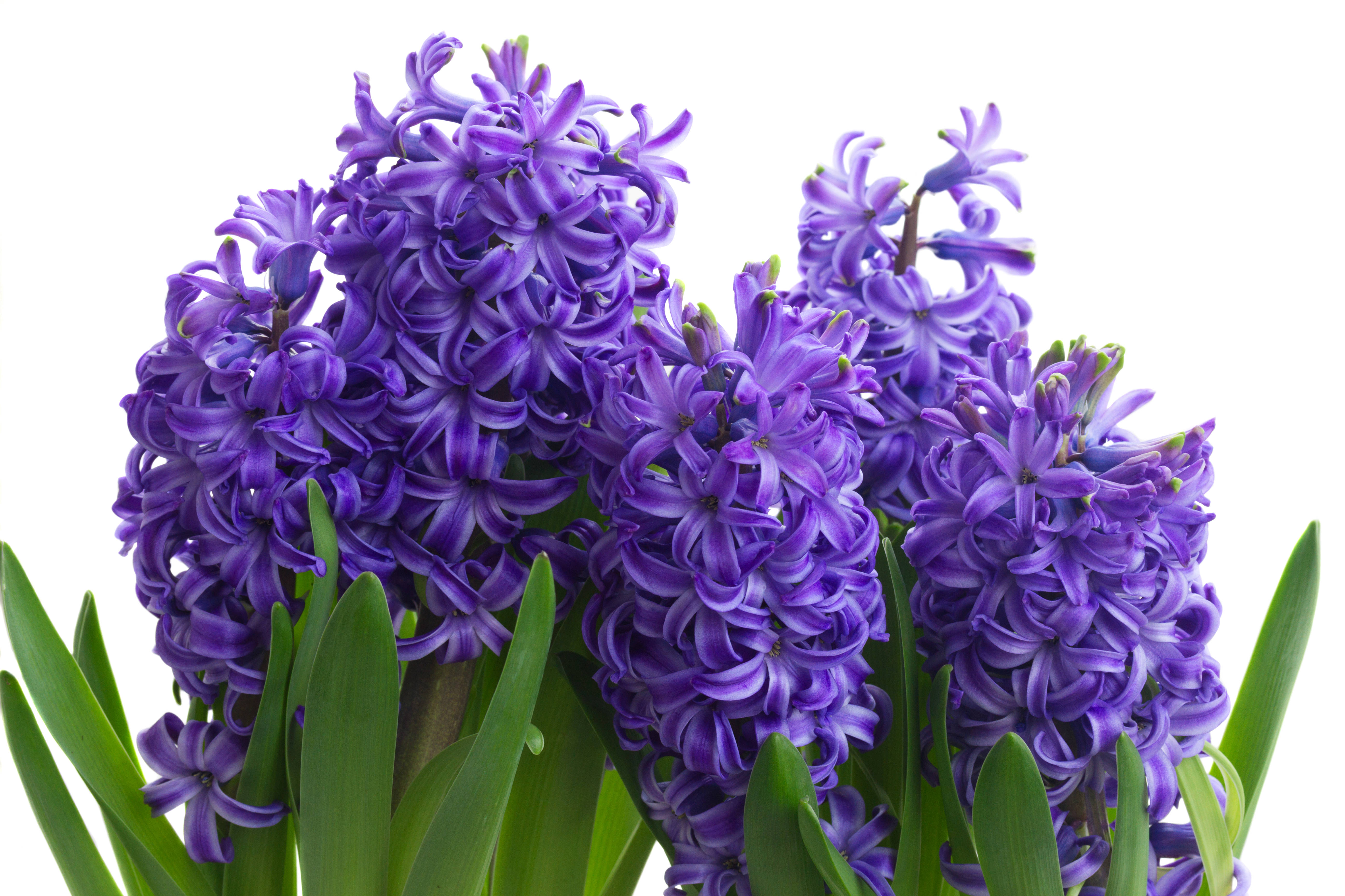 Blue Star hyacinth, vibrant purple, green leaves, 5K Desktop Wallpaper