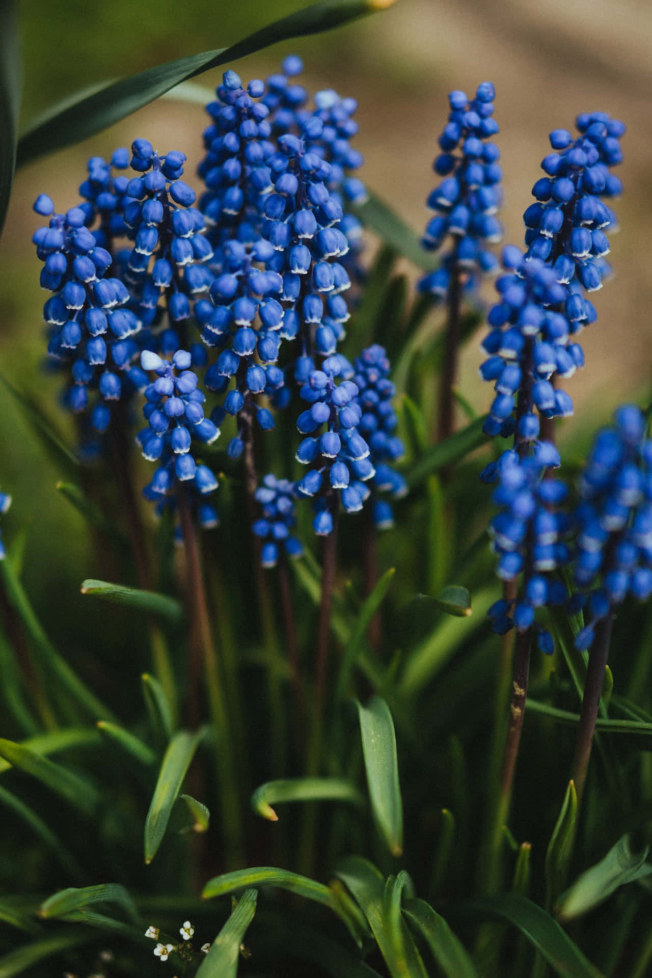 grape hyacinths, blue flowers, natural garden setting, Full HD Phone Wallpaper