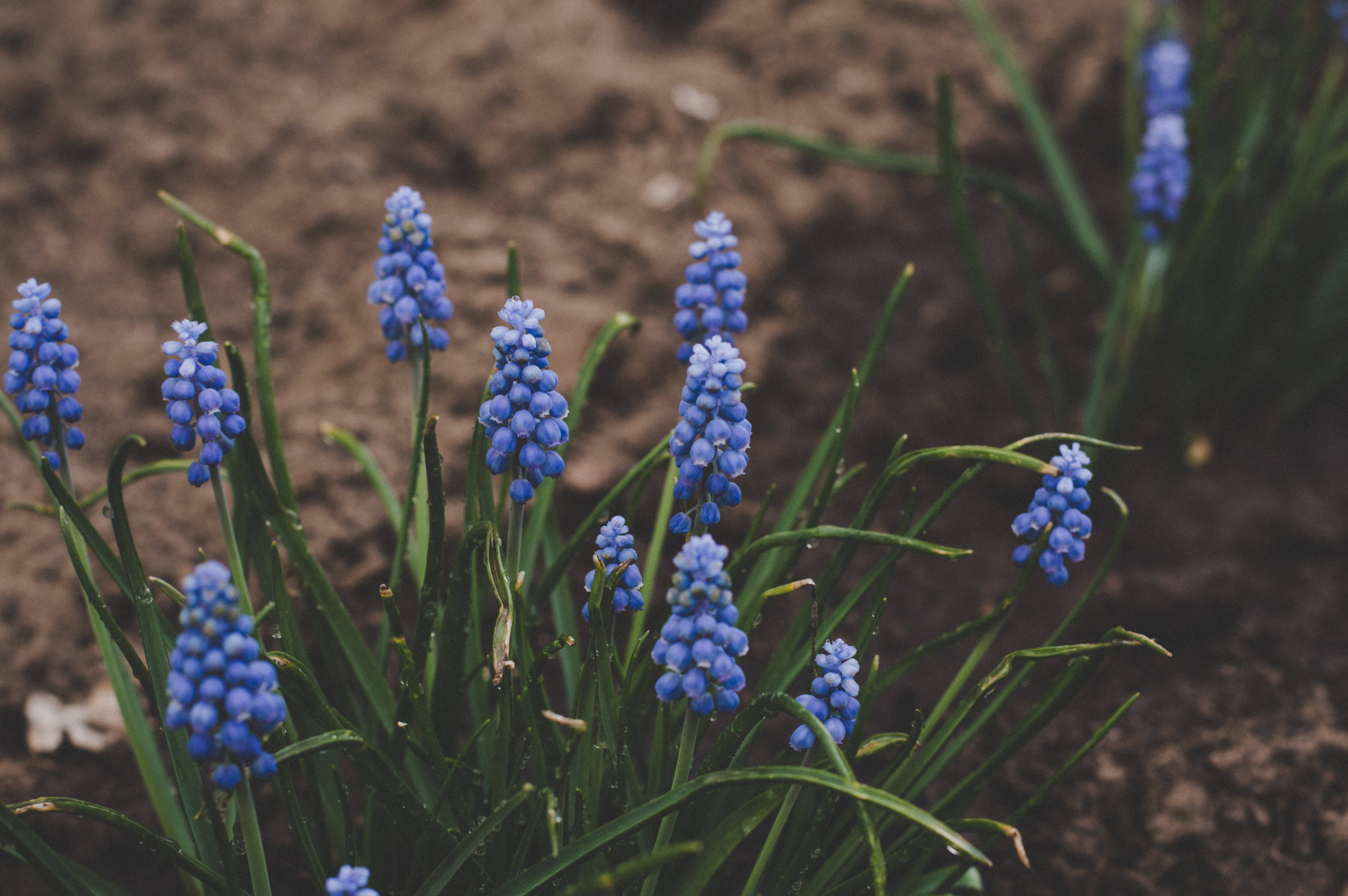 hyacinth, blue grape hyacinths, green stems, 5K Desktop Wallpaper