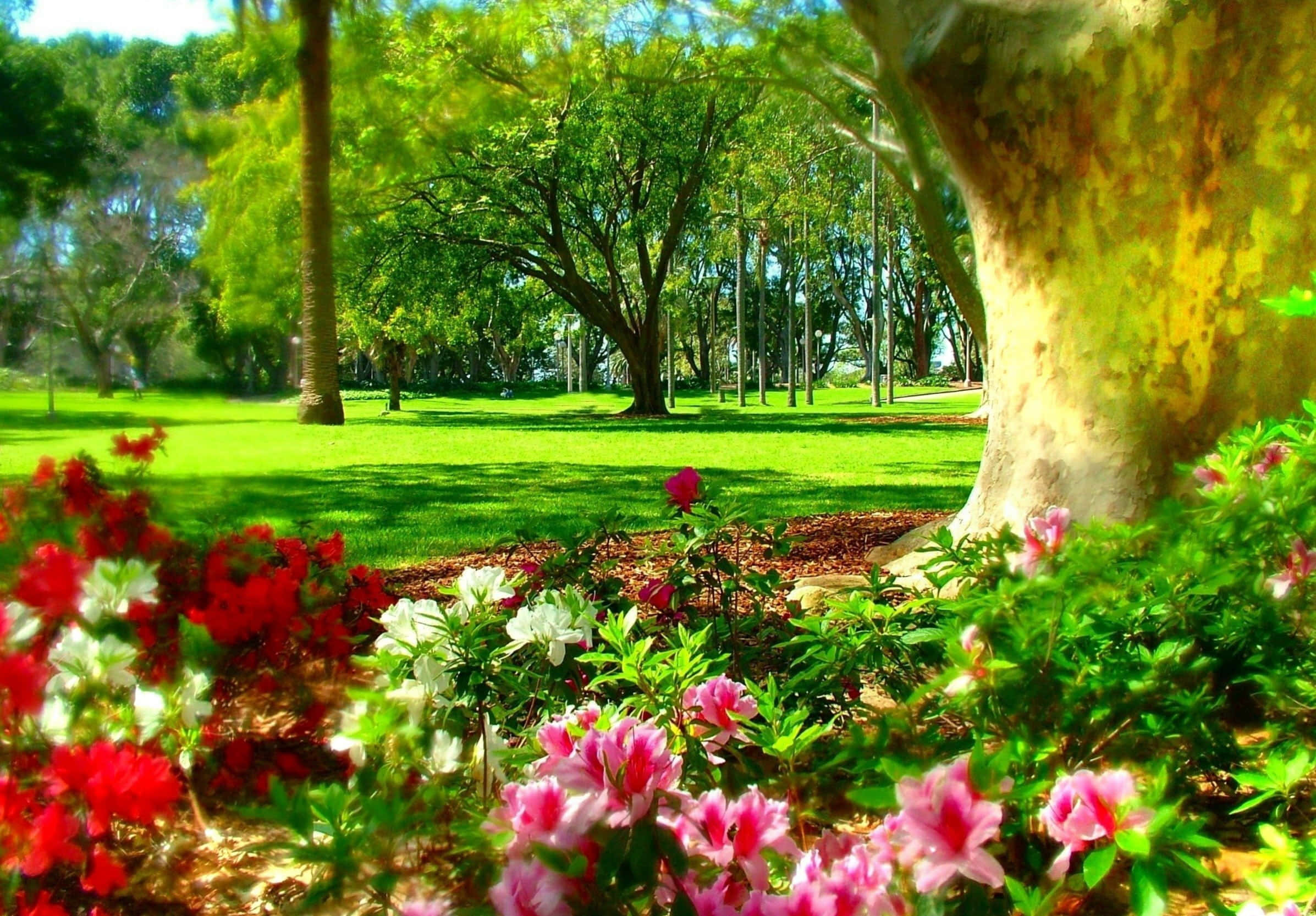 Hyde Park Sydney, floral beauty, vibrant red pink and white flowers, Full HD Desktop Wallpaper