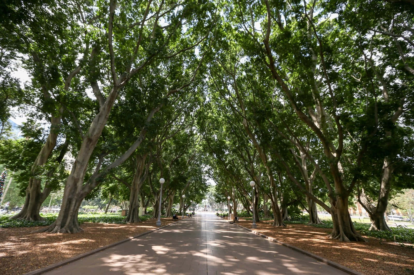 Hyde Park Sydney, tree-lined pathway, sun-dappled, HD Desktop Wallpaper